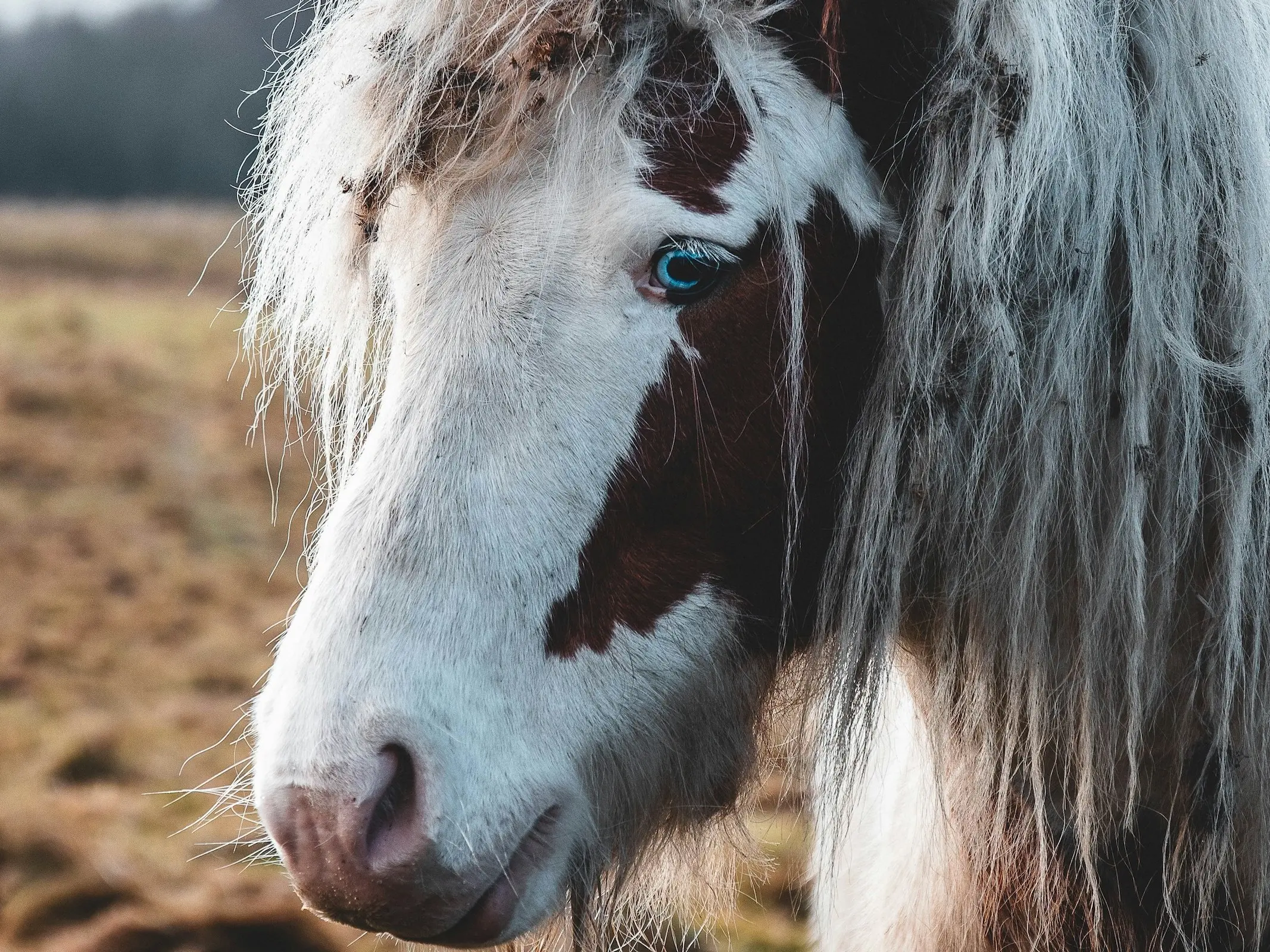 Bald faced horse