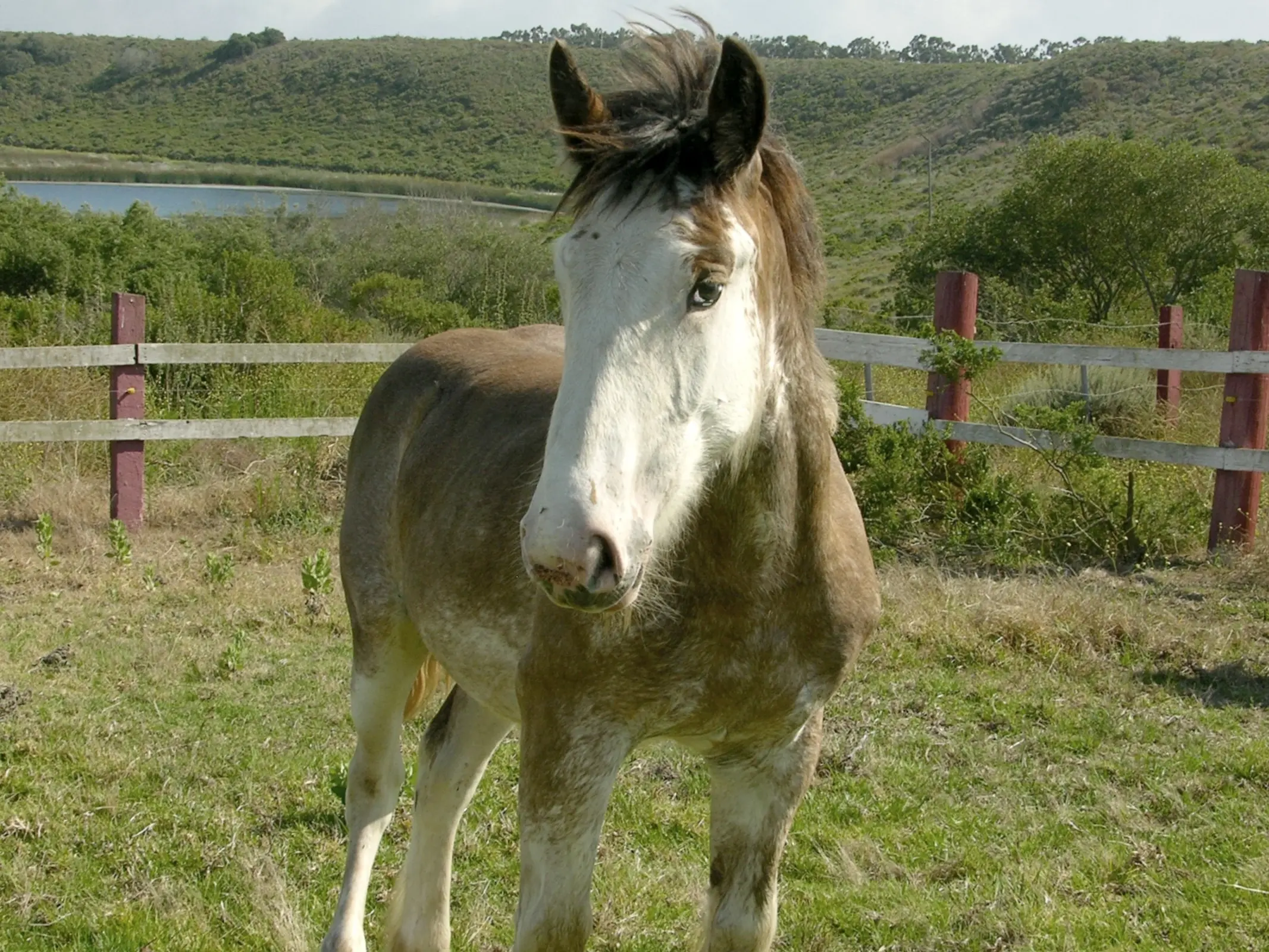 Bald faced horse