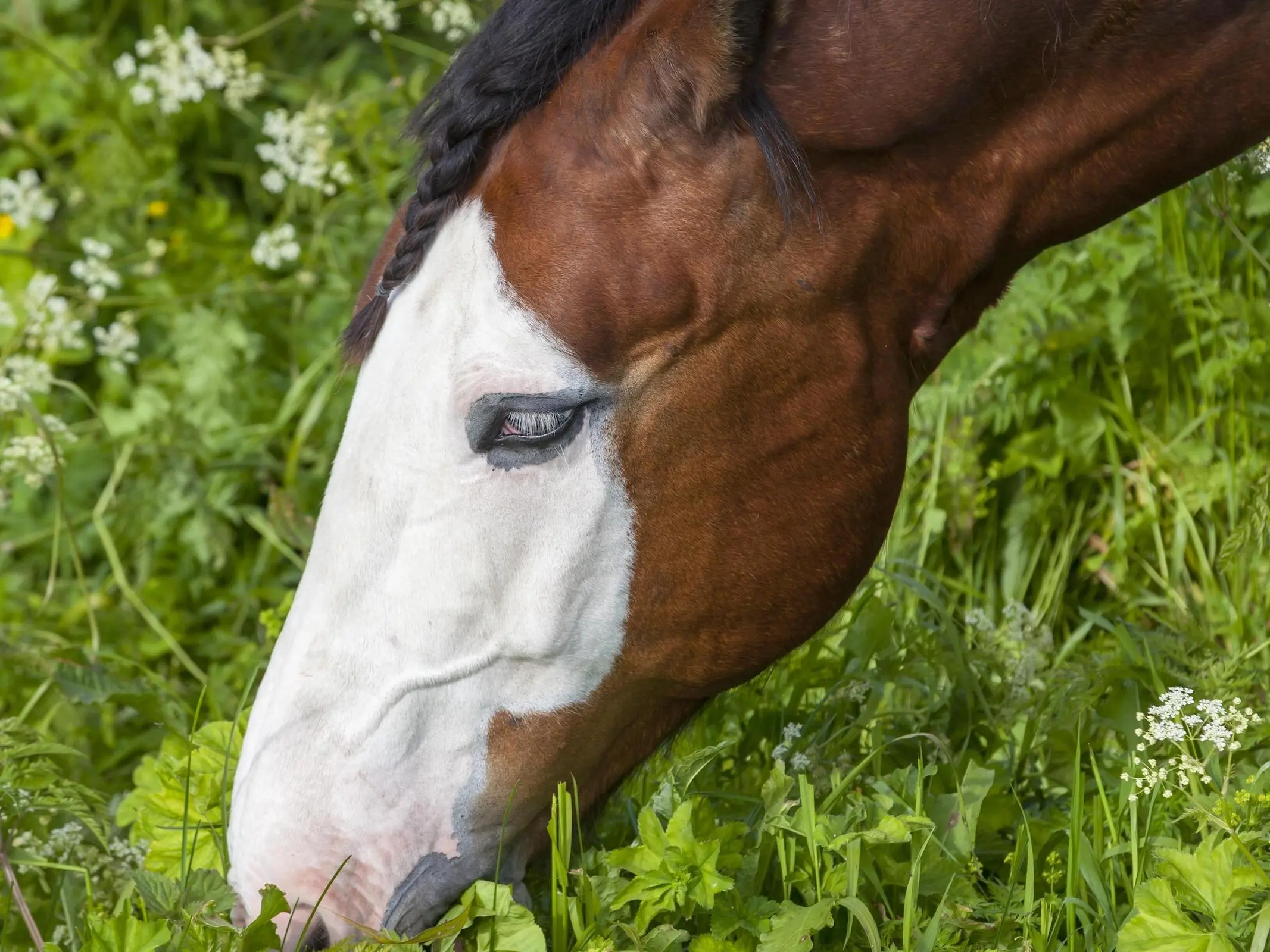 Bald faced horse