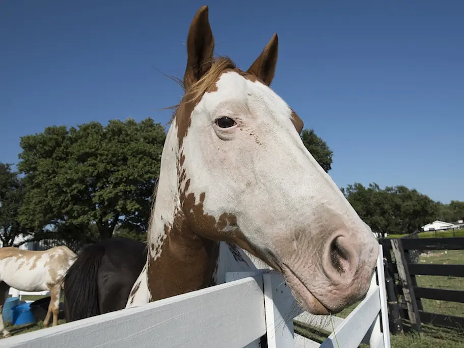 Bald faced horse