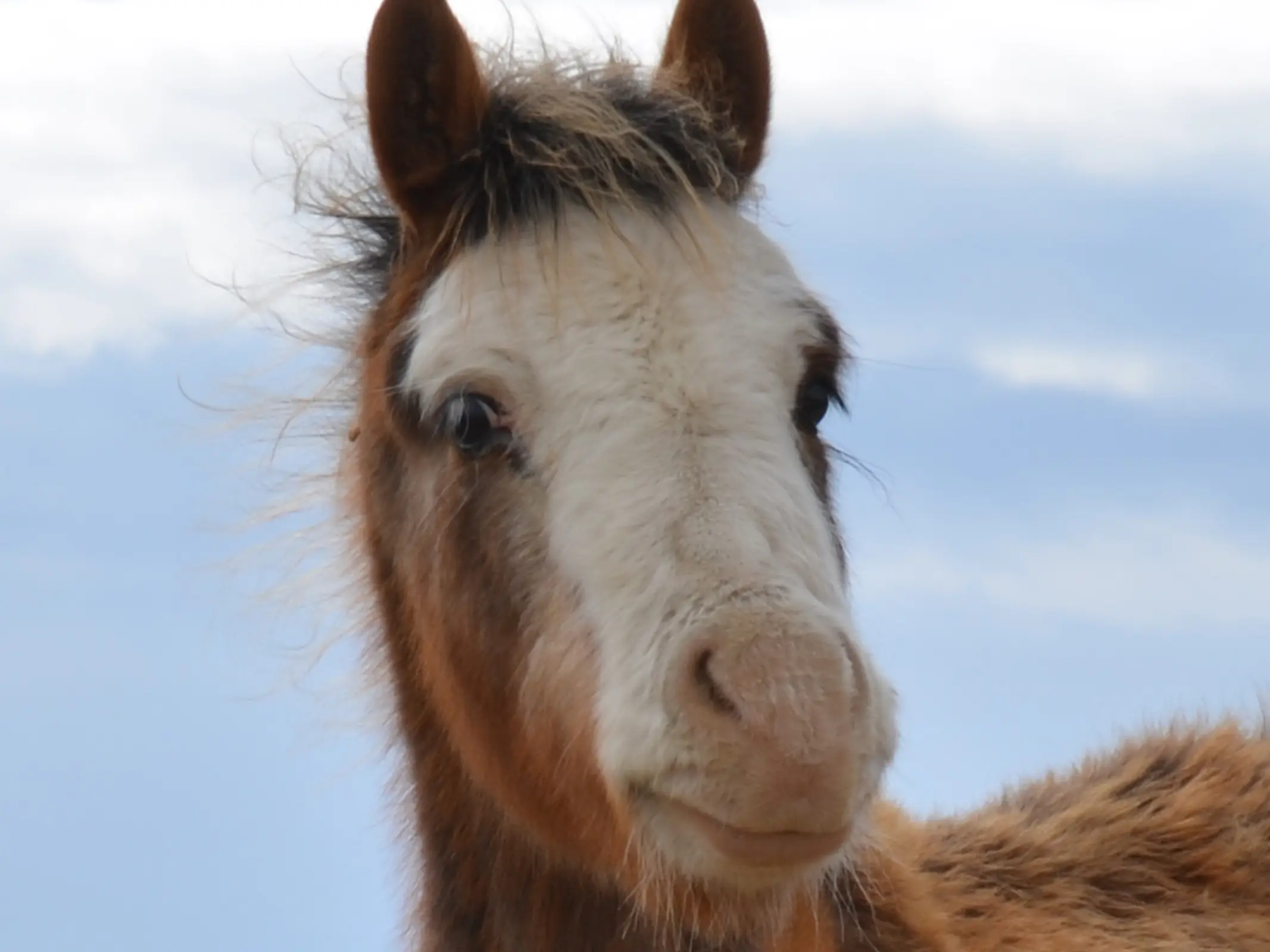 Bald faced horse