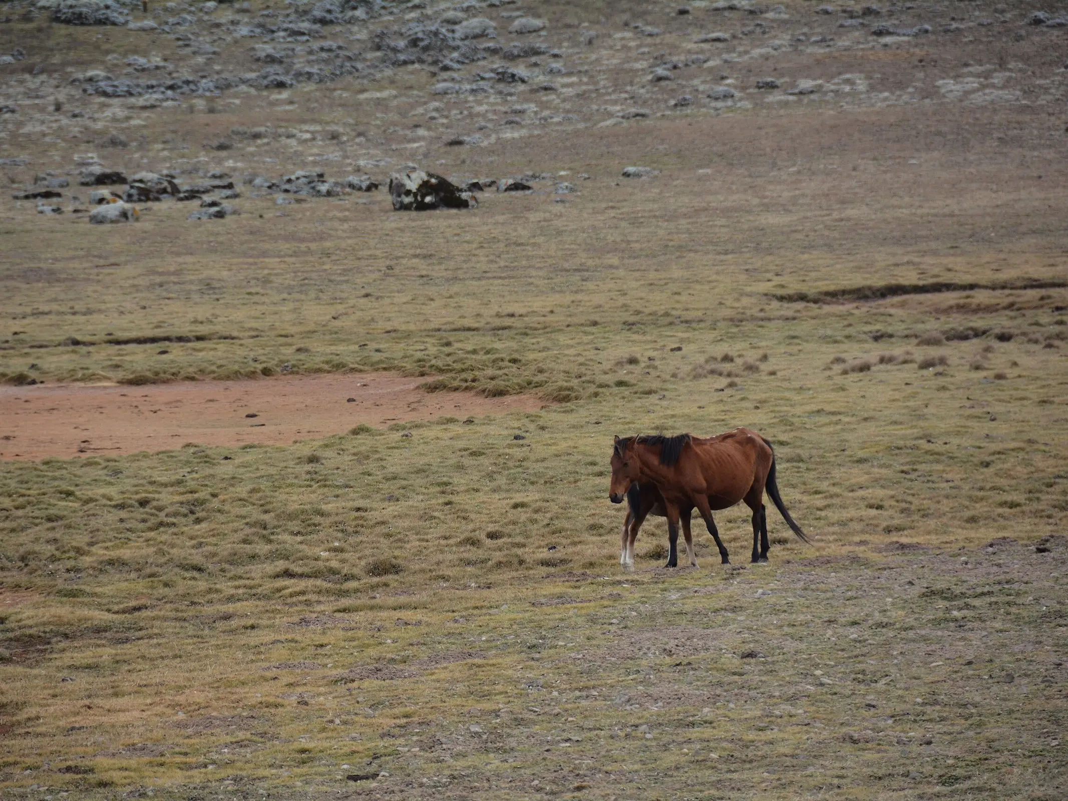 Bale Horse