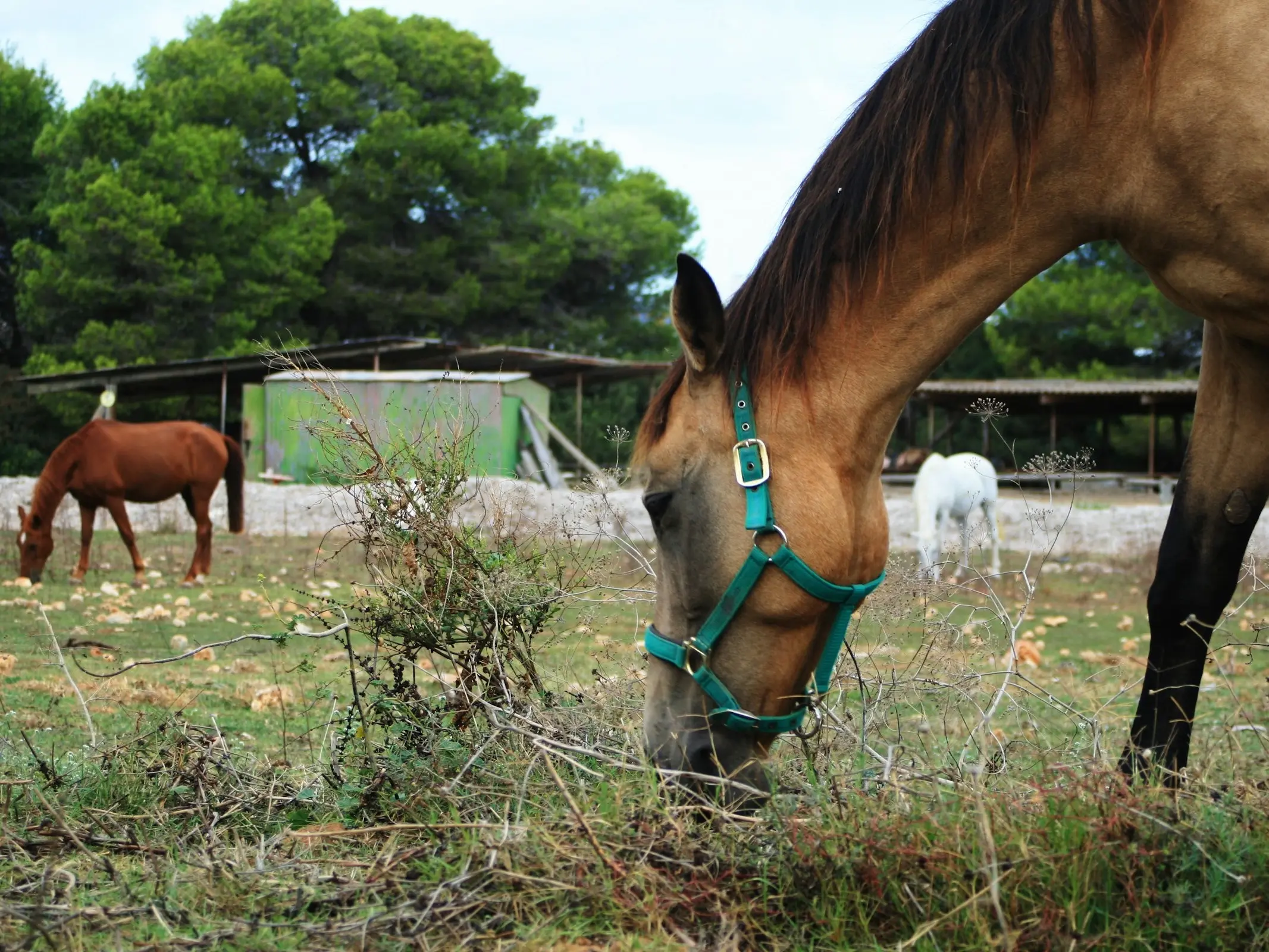 Balearic Horse