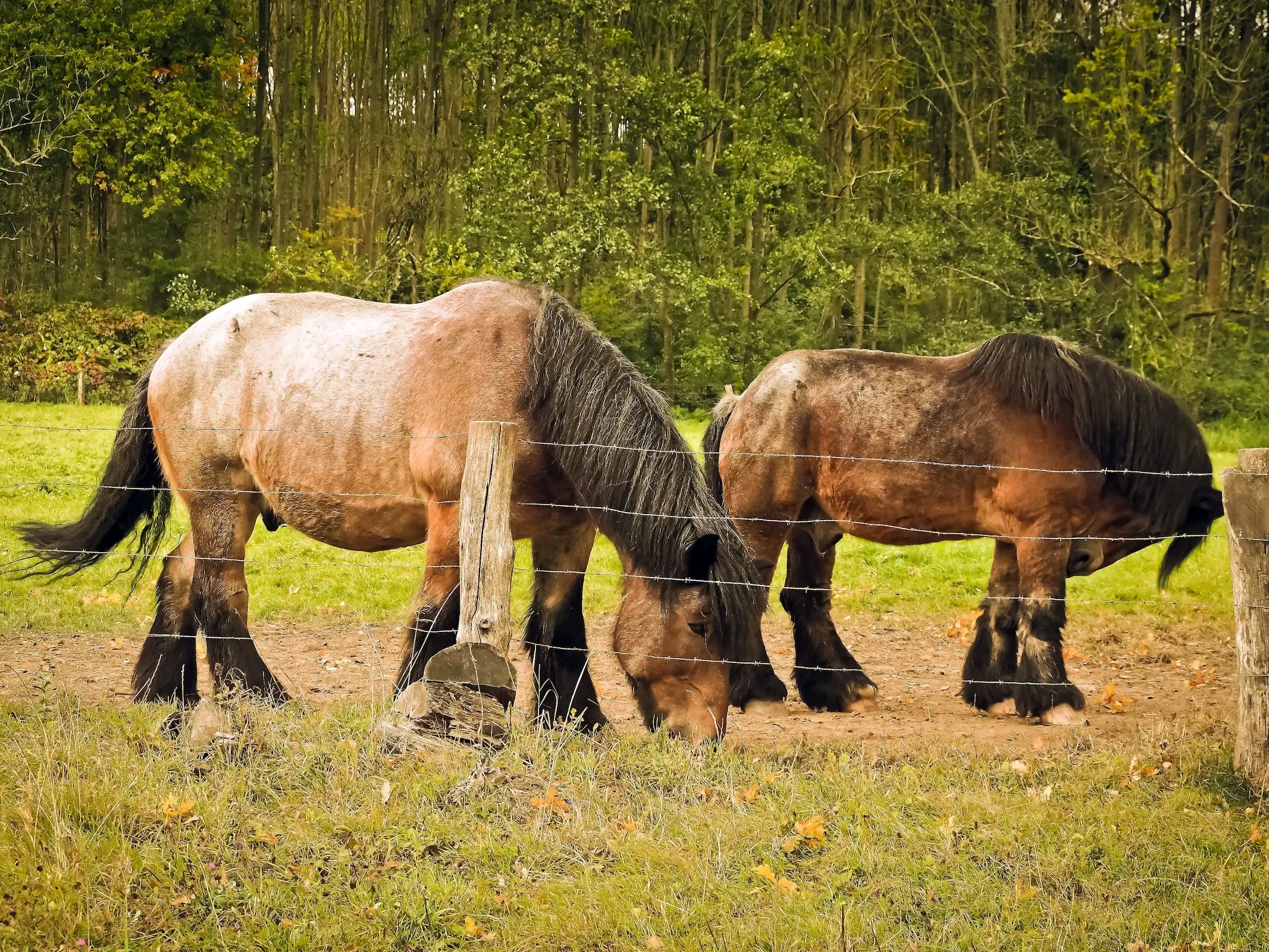 Baltic Ardennes Horse