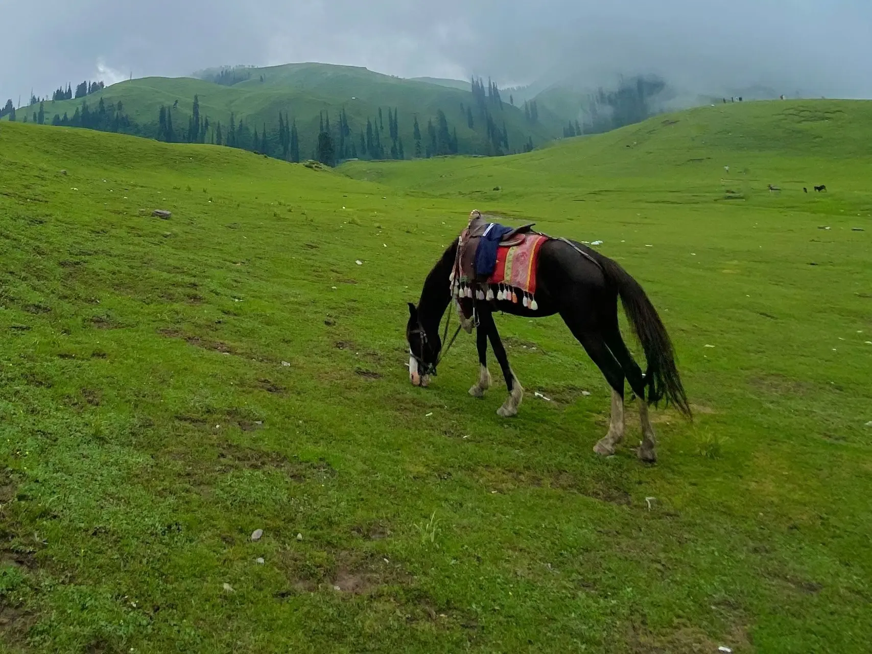 Baluchi Horse