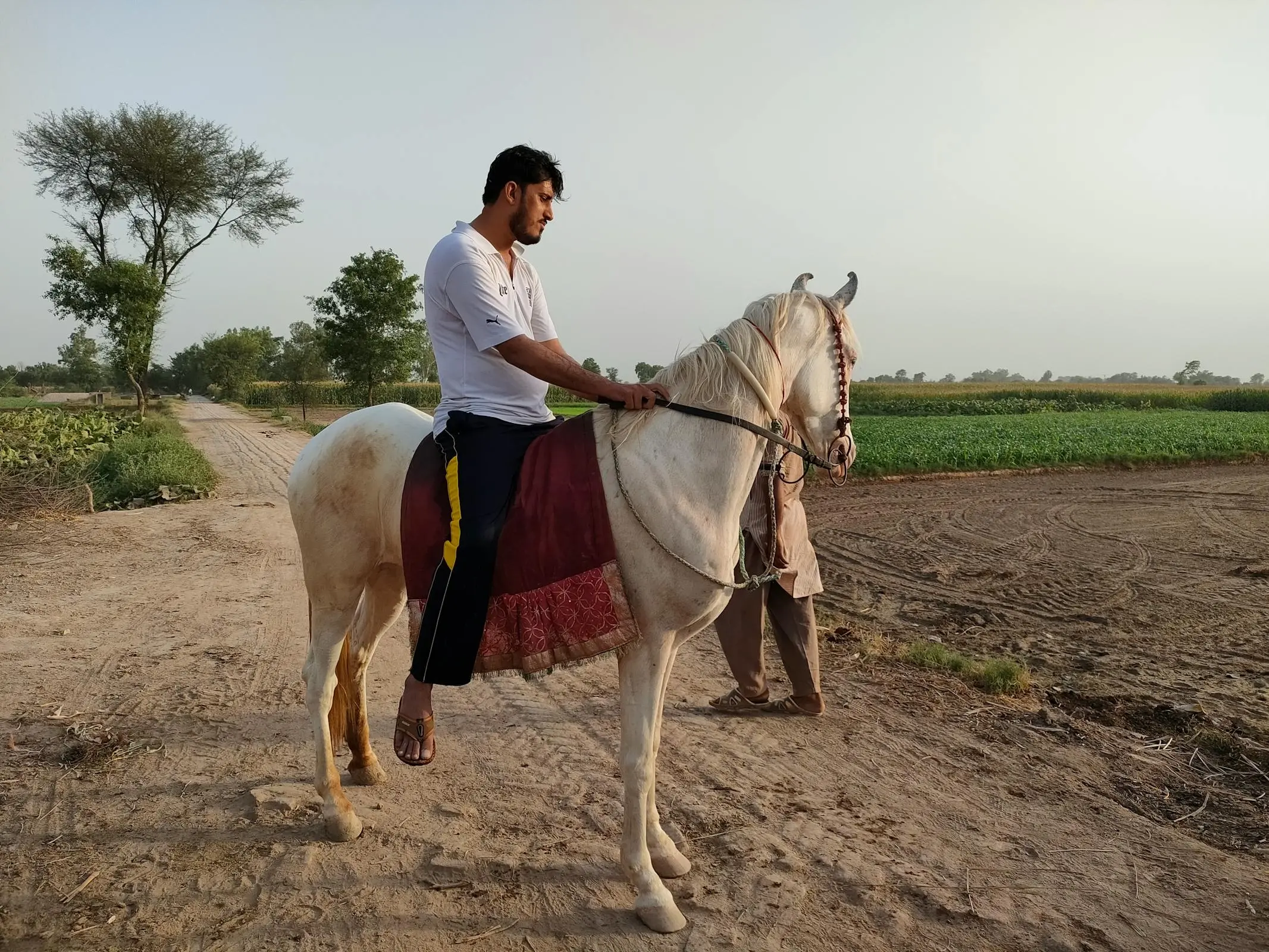 Baluchi Horse