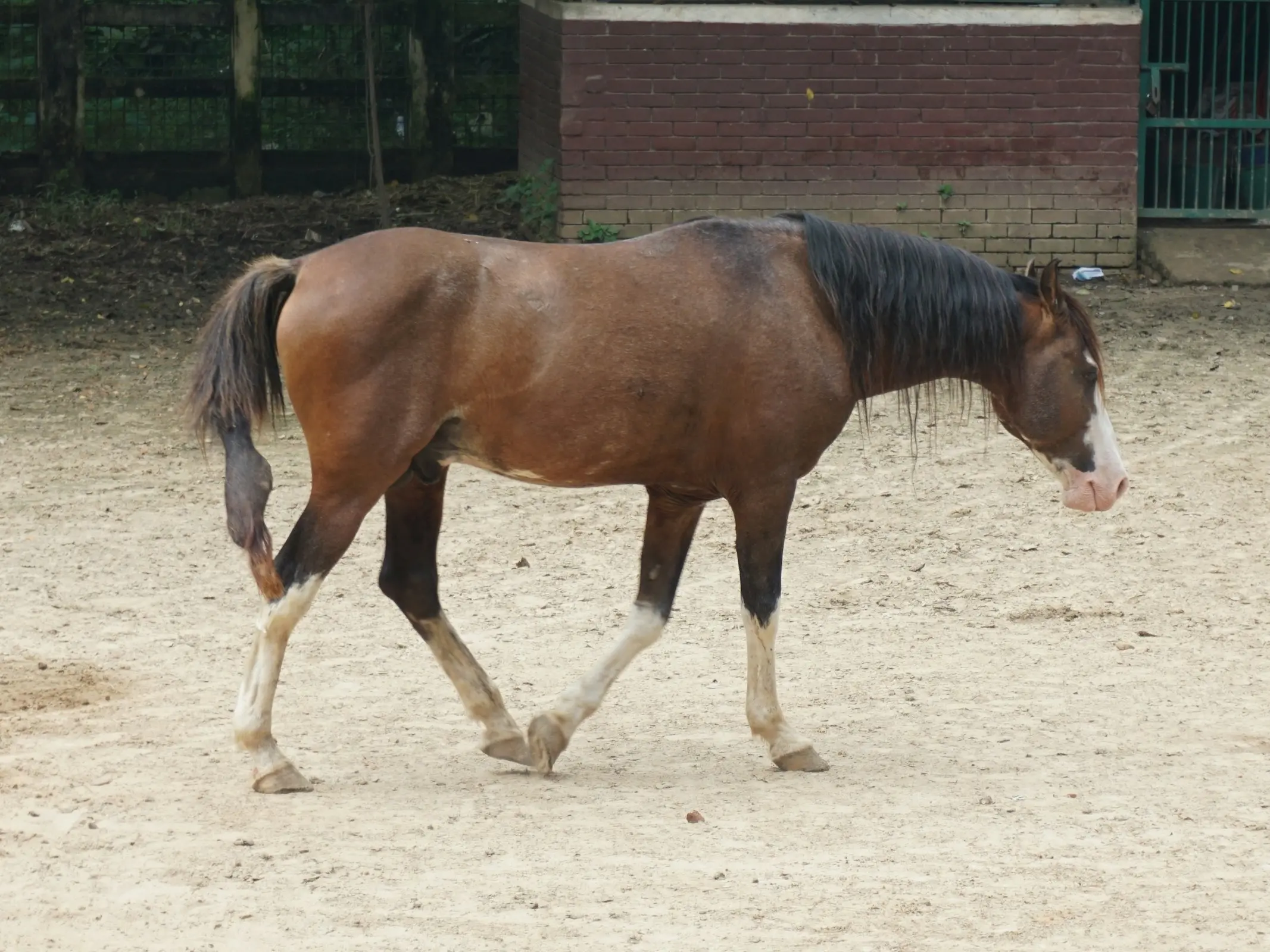 Bangladesh Native Horse