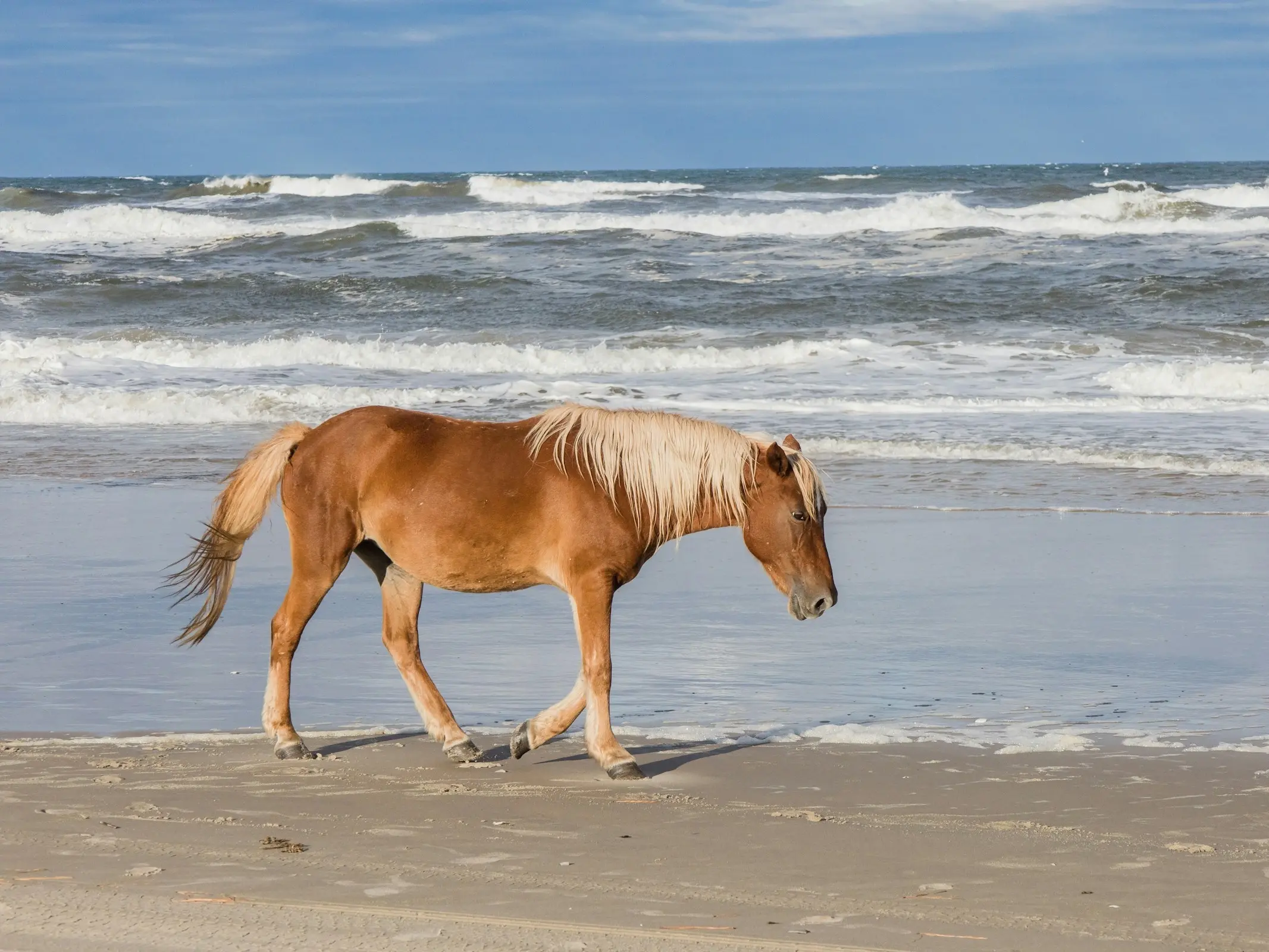 Banker Pony