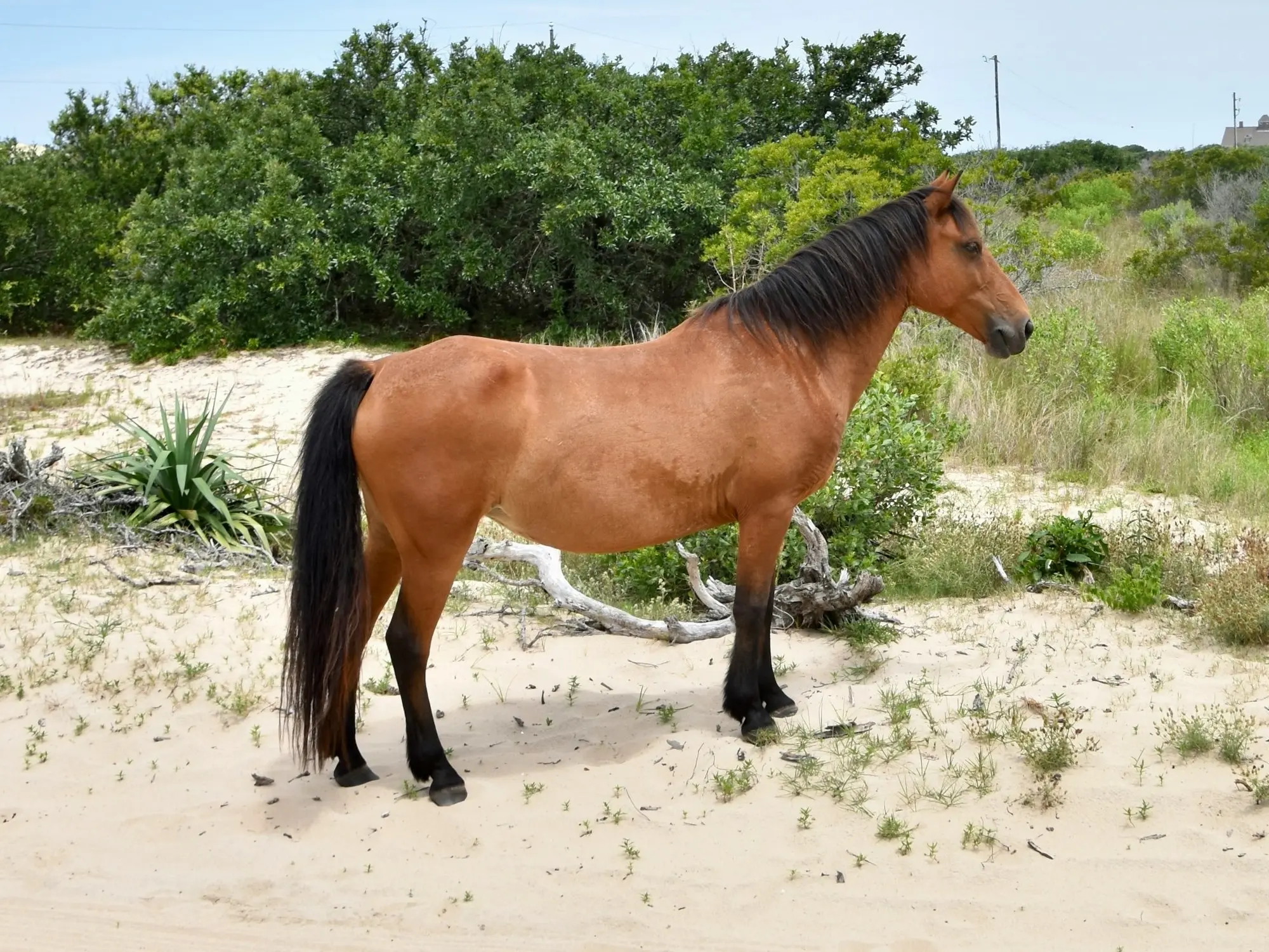 Banker Pony