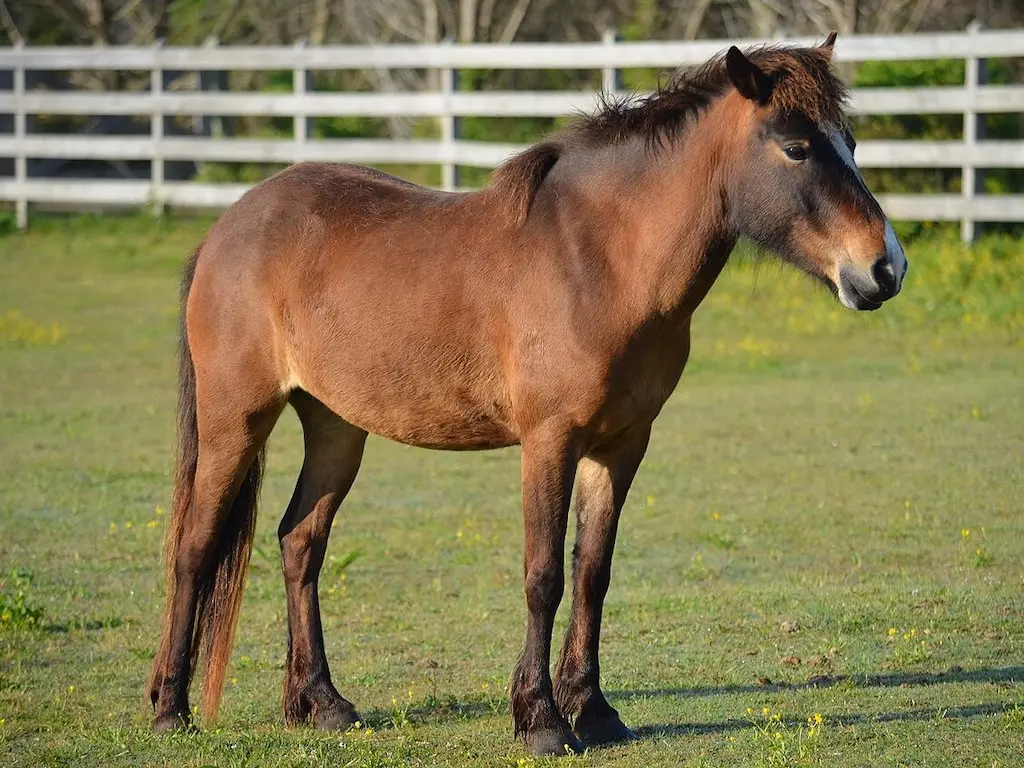 Shackleford Banks Horse