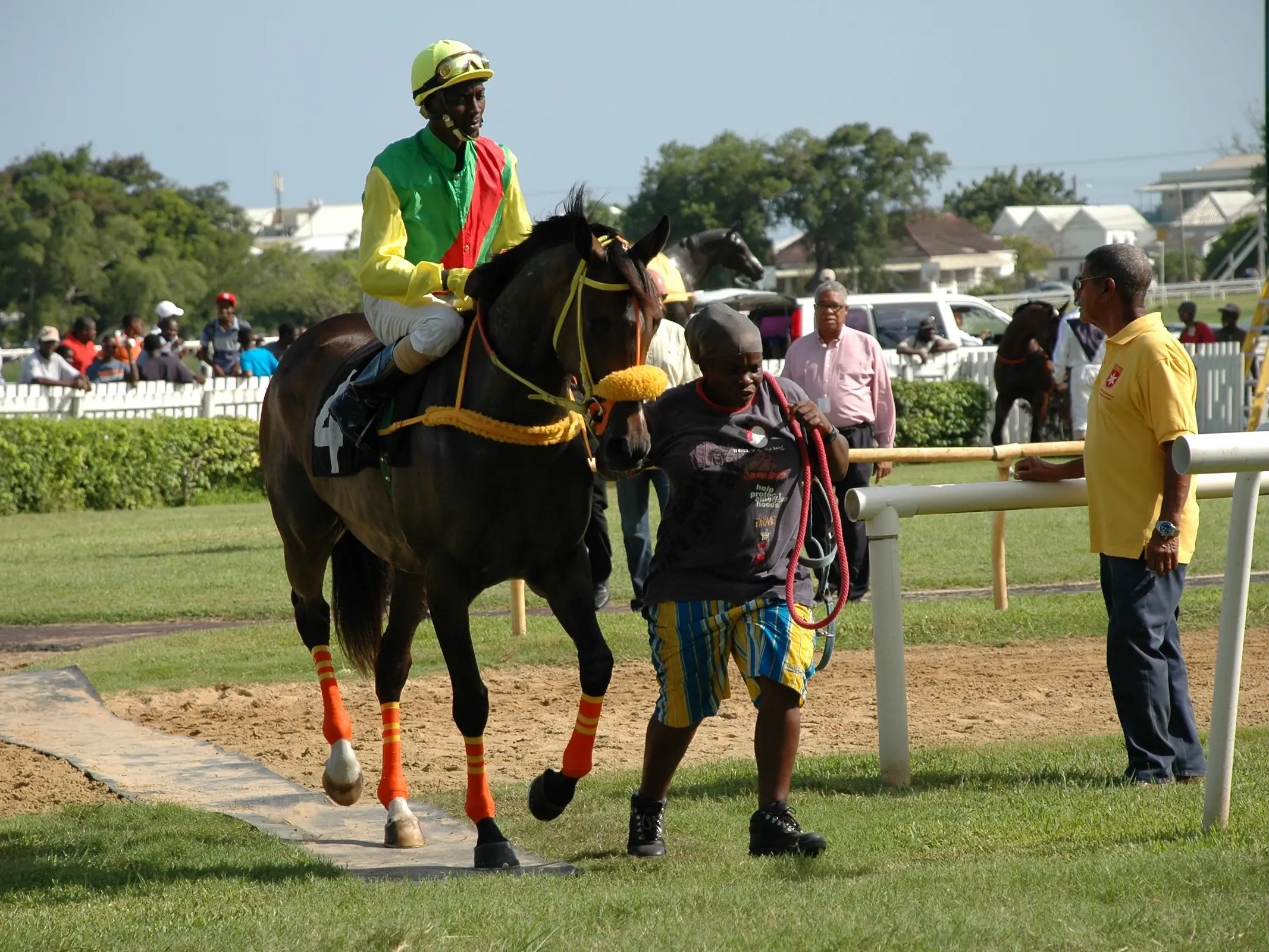 Horse in Barbados