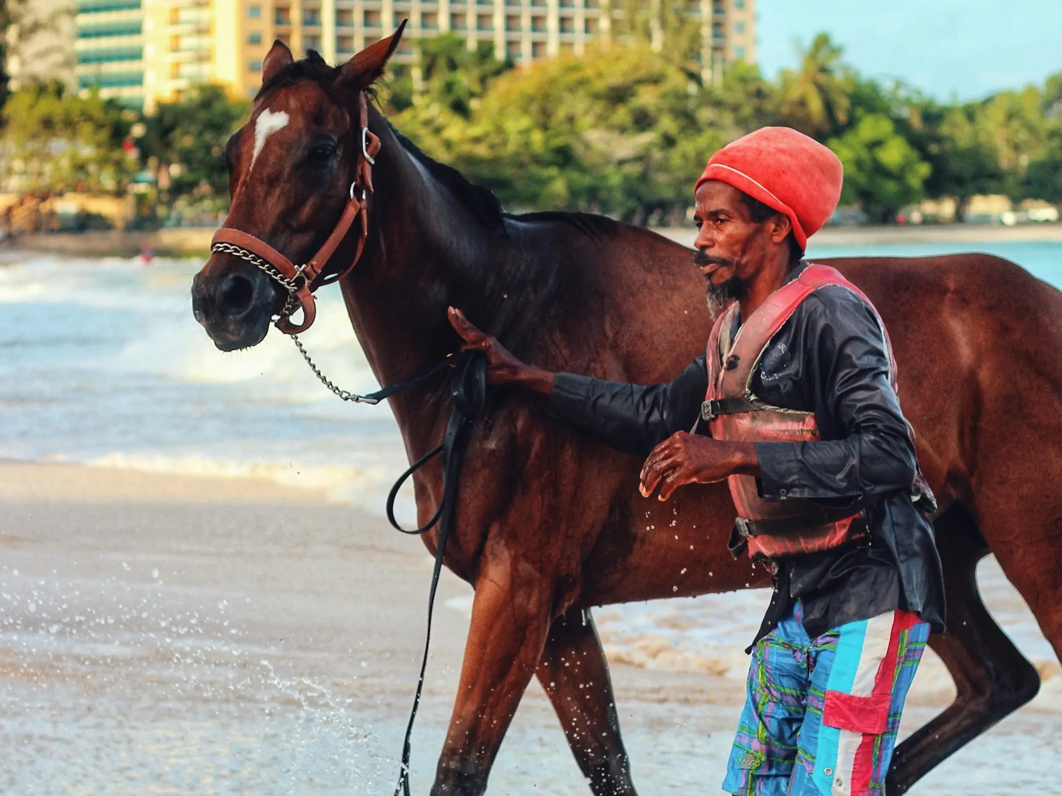 Horse in Barbados