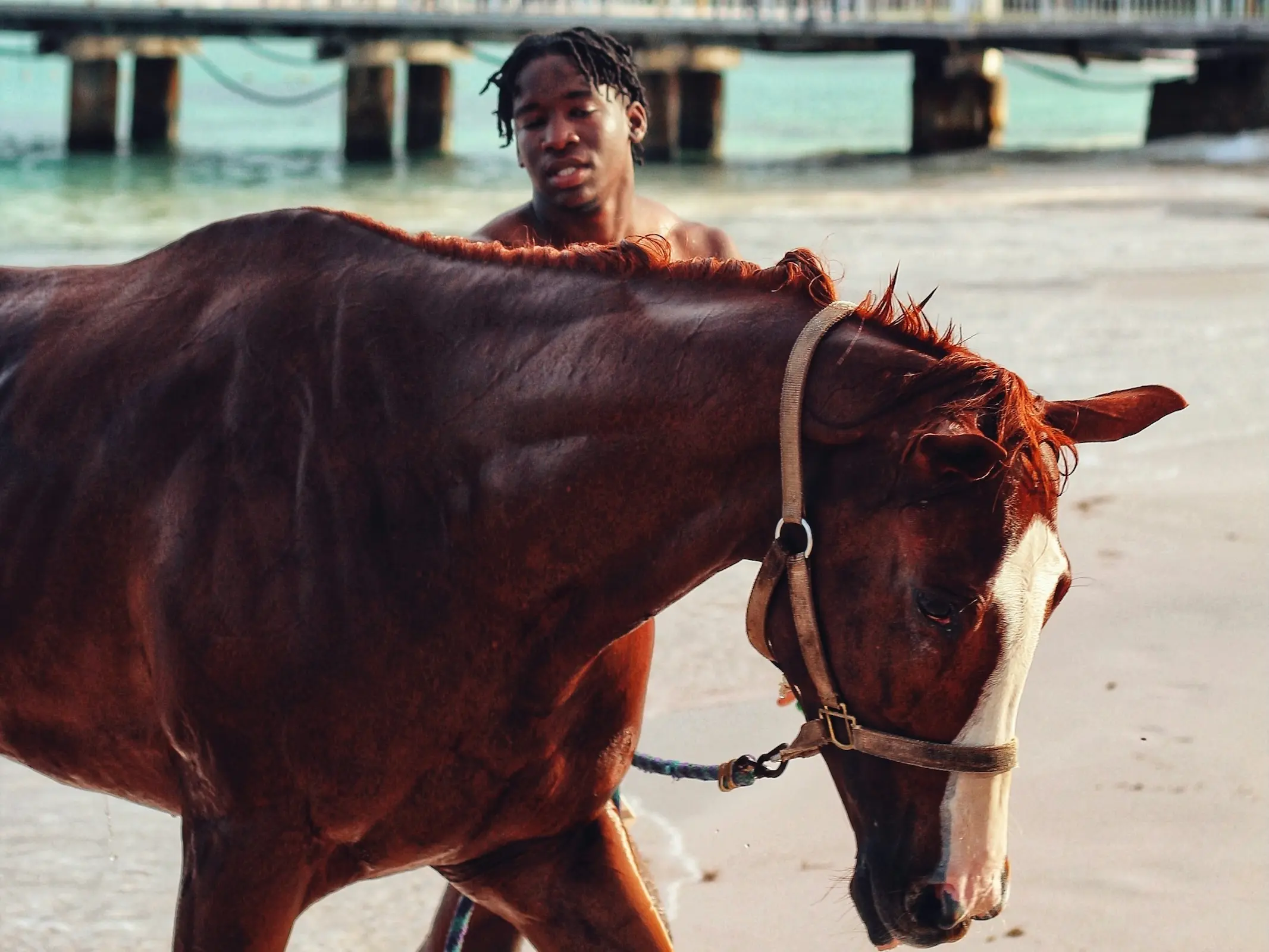 Horse in Barbados