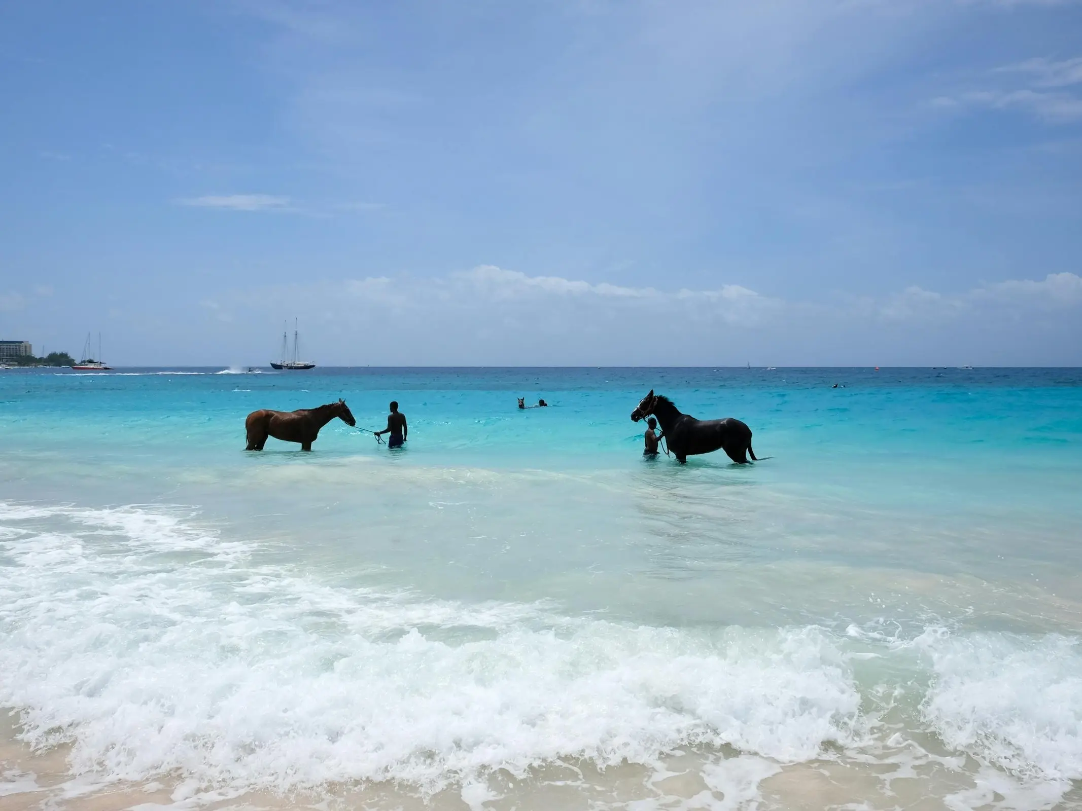 Horse in Barbados