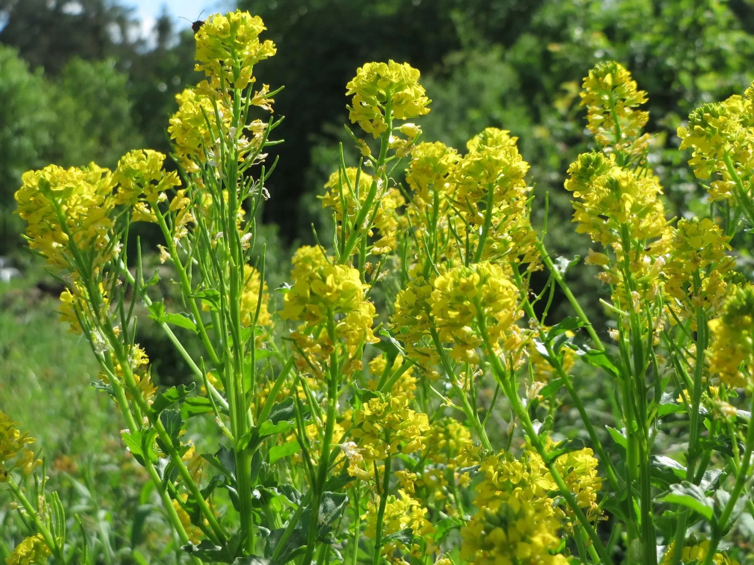 Wintercress