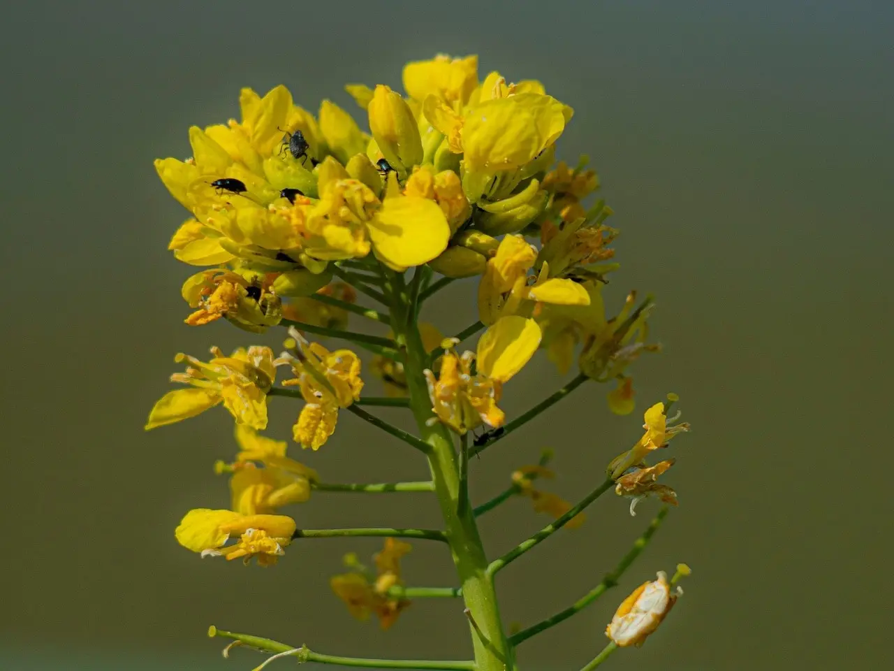 Wintercress