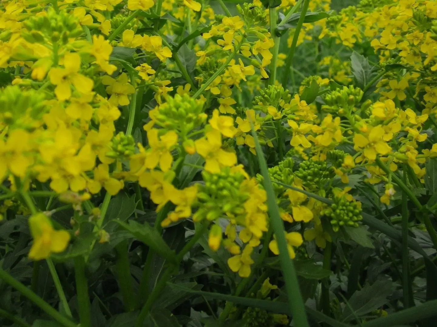 Wintercress