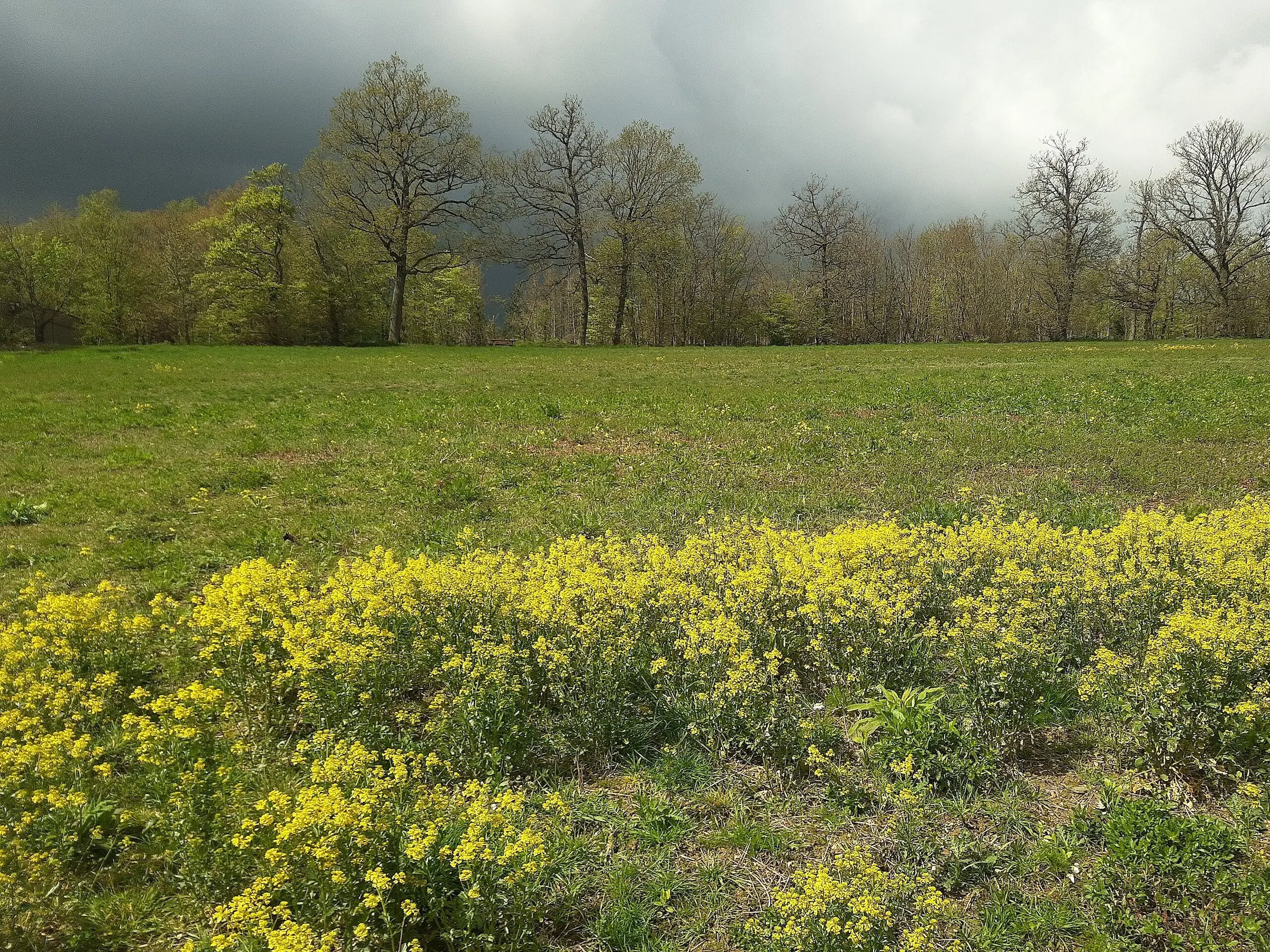 Wintercress