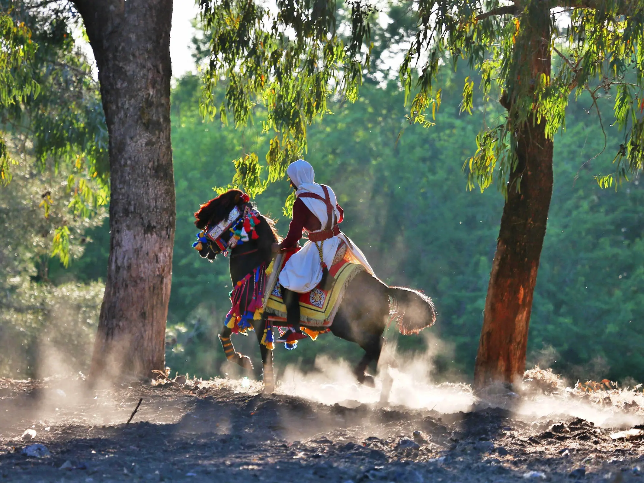 Barbri Horse