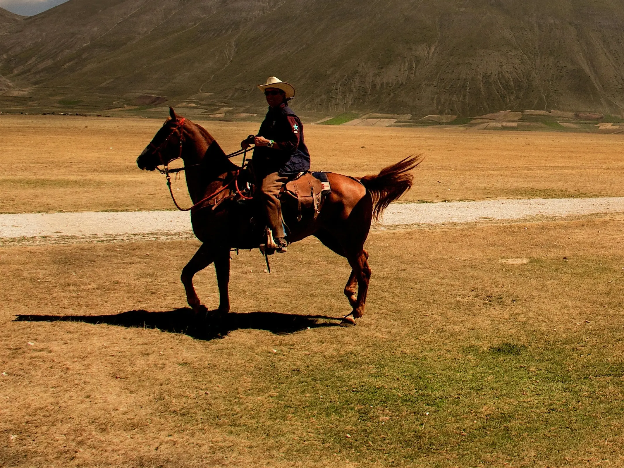 Arabian Bardigiano horse