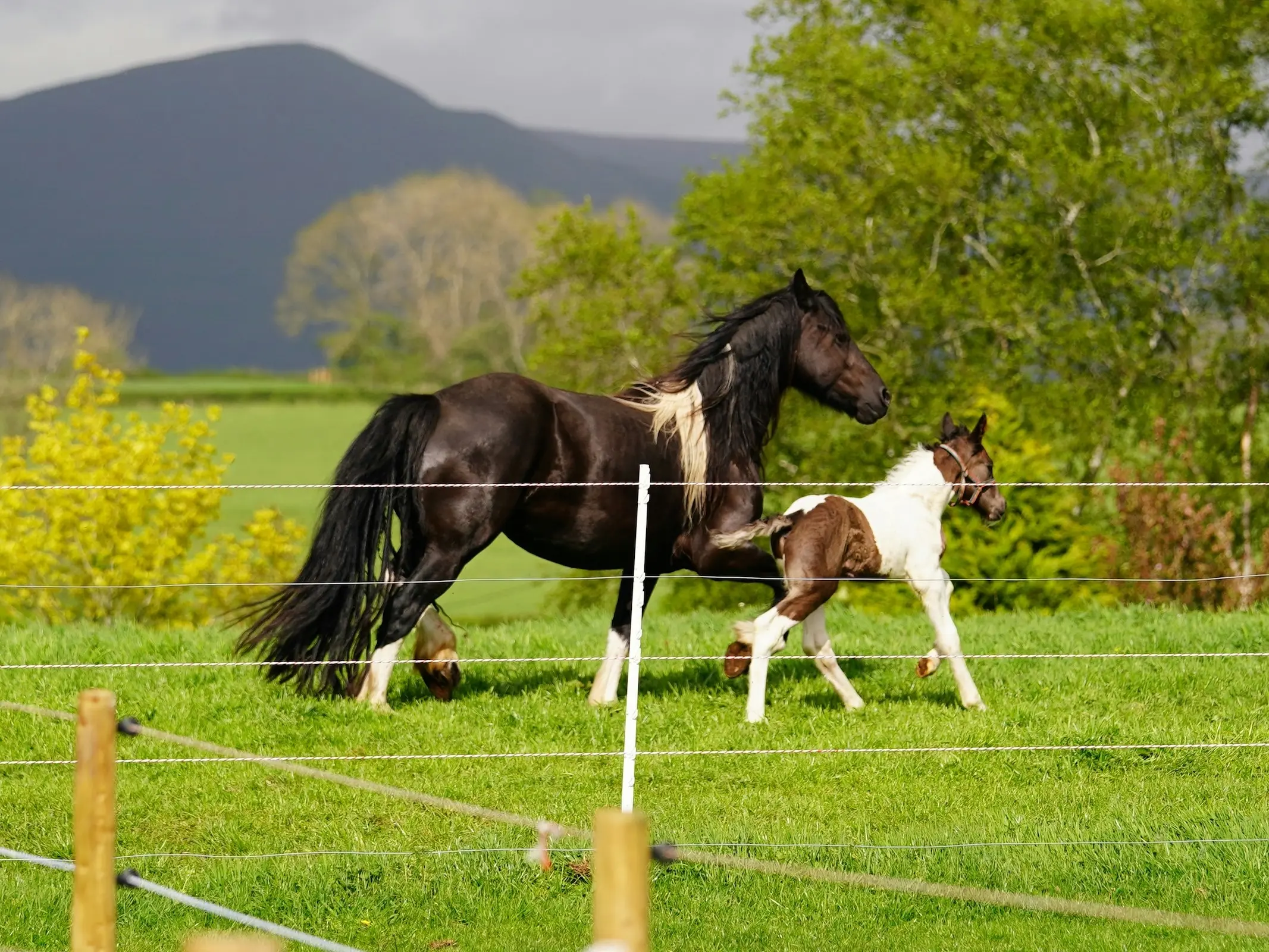 Baroque Pinto Horse