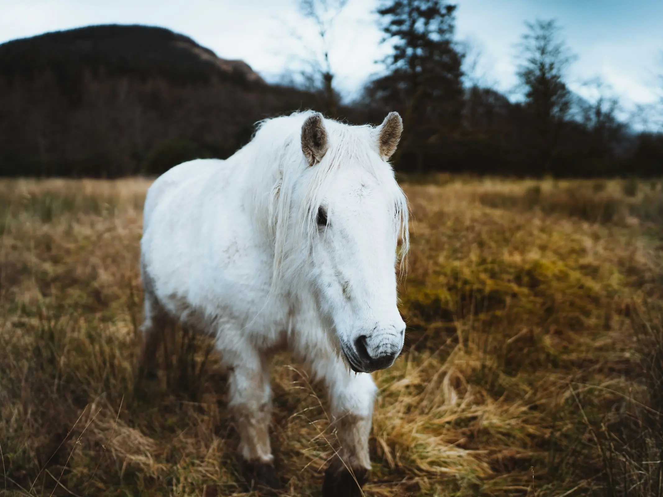 Bara Pony