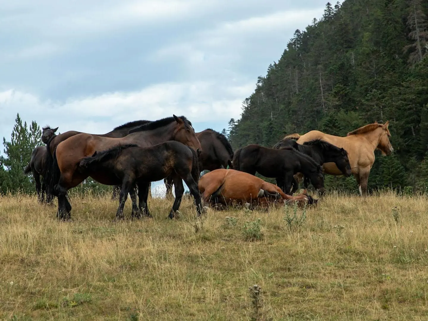 Barthais Pony