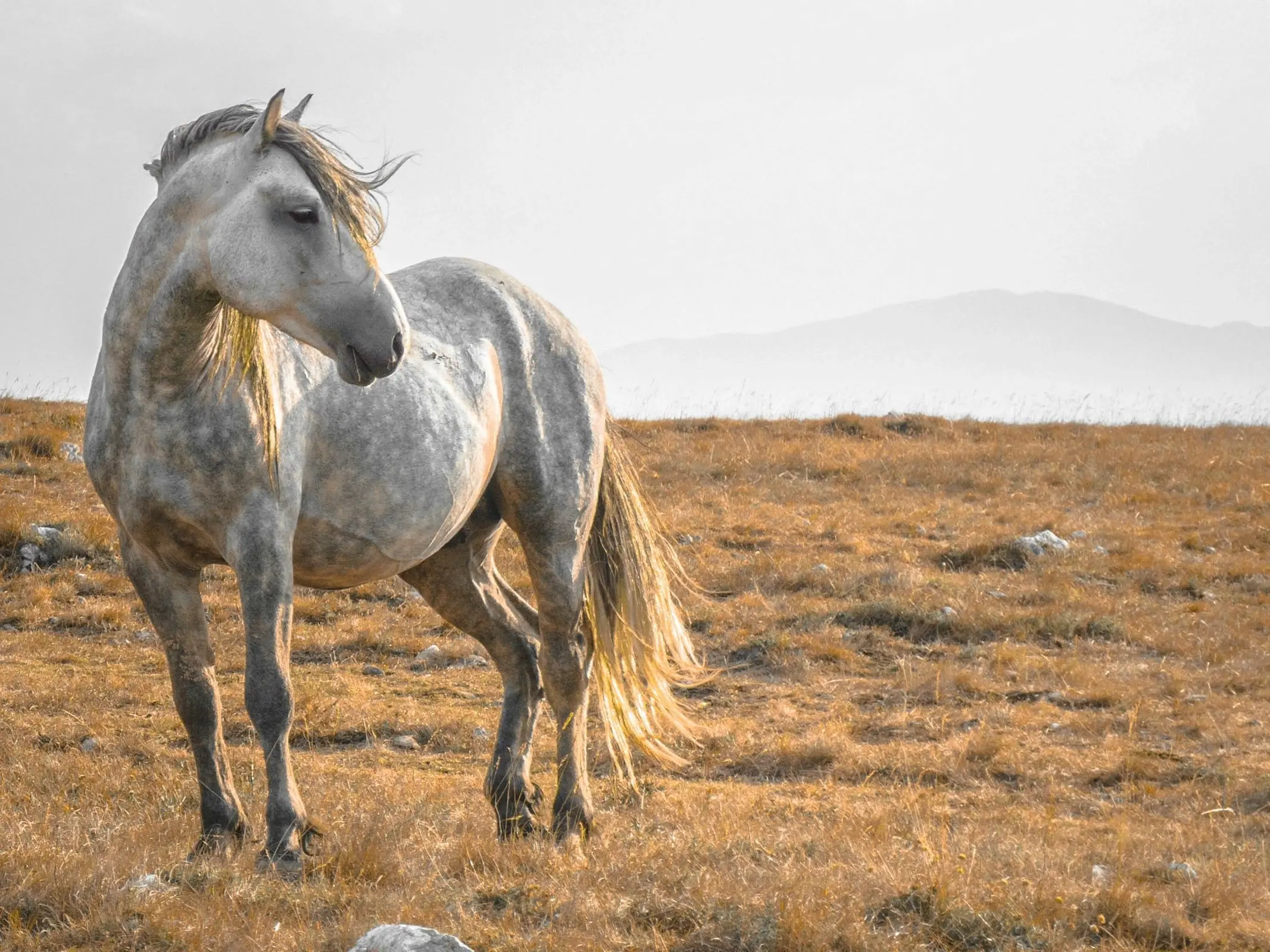 Barut Horse