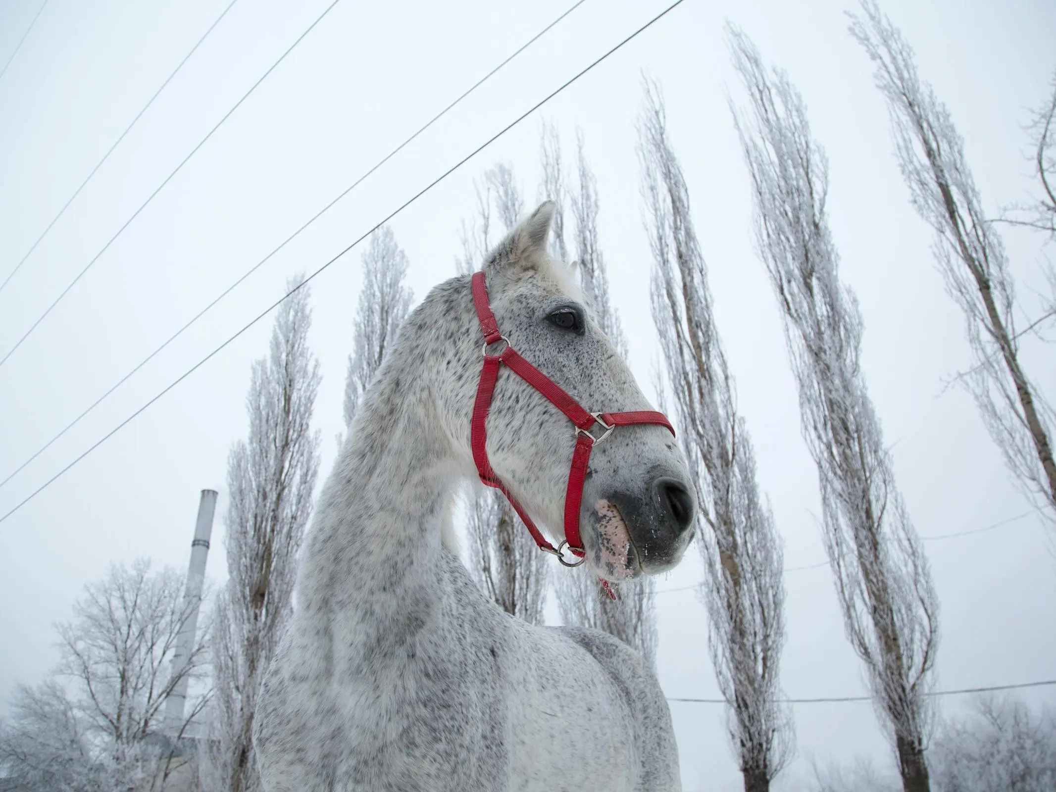 Bashkir Horse