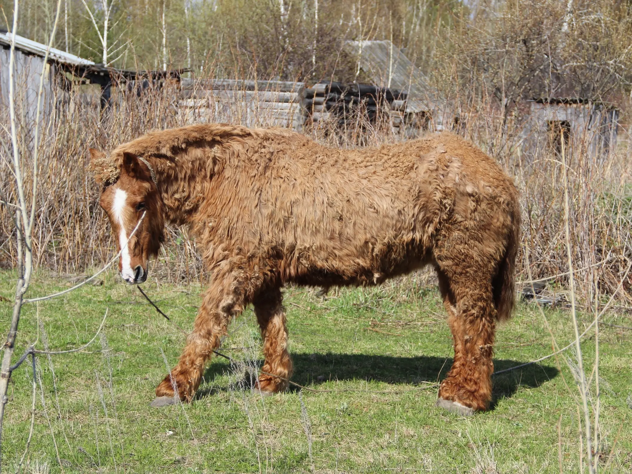 Bashkir Horse