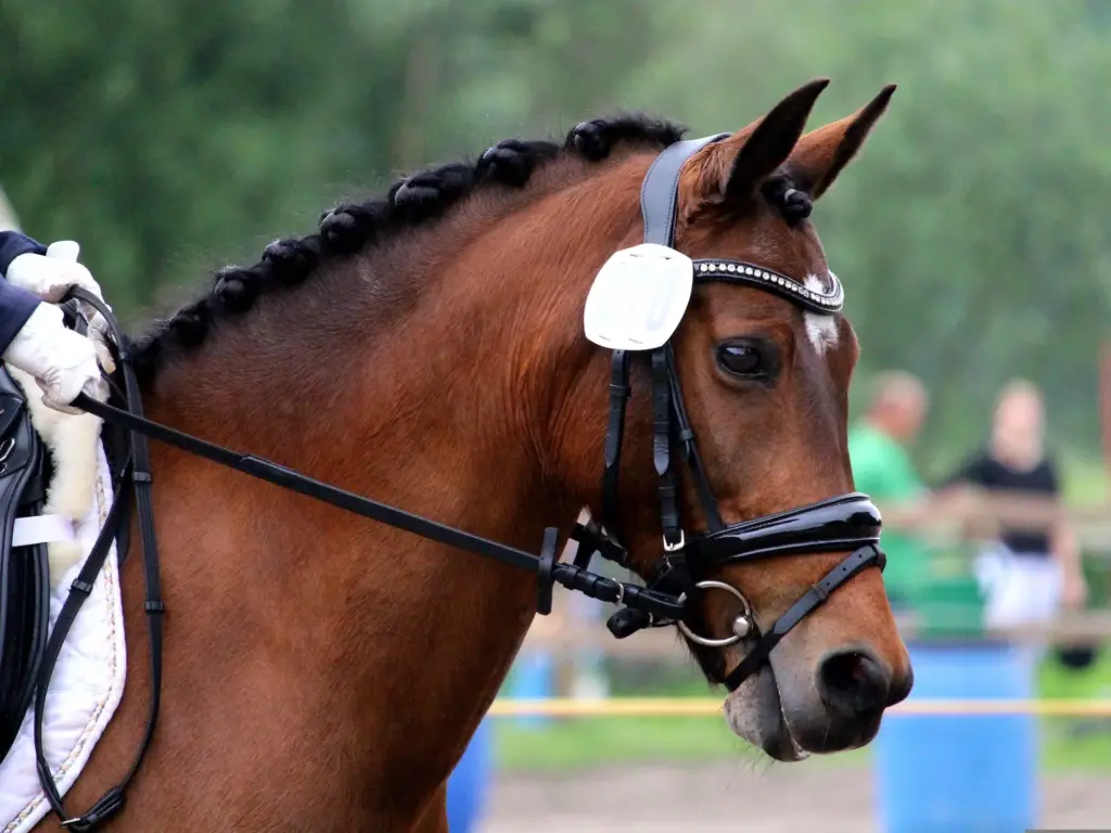 A bay show horse head