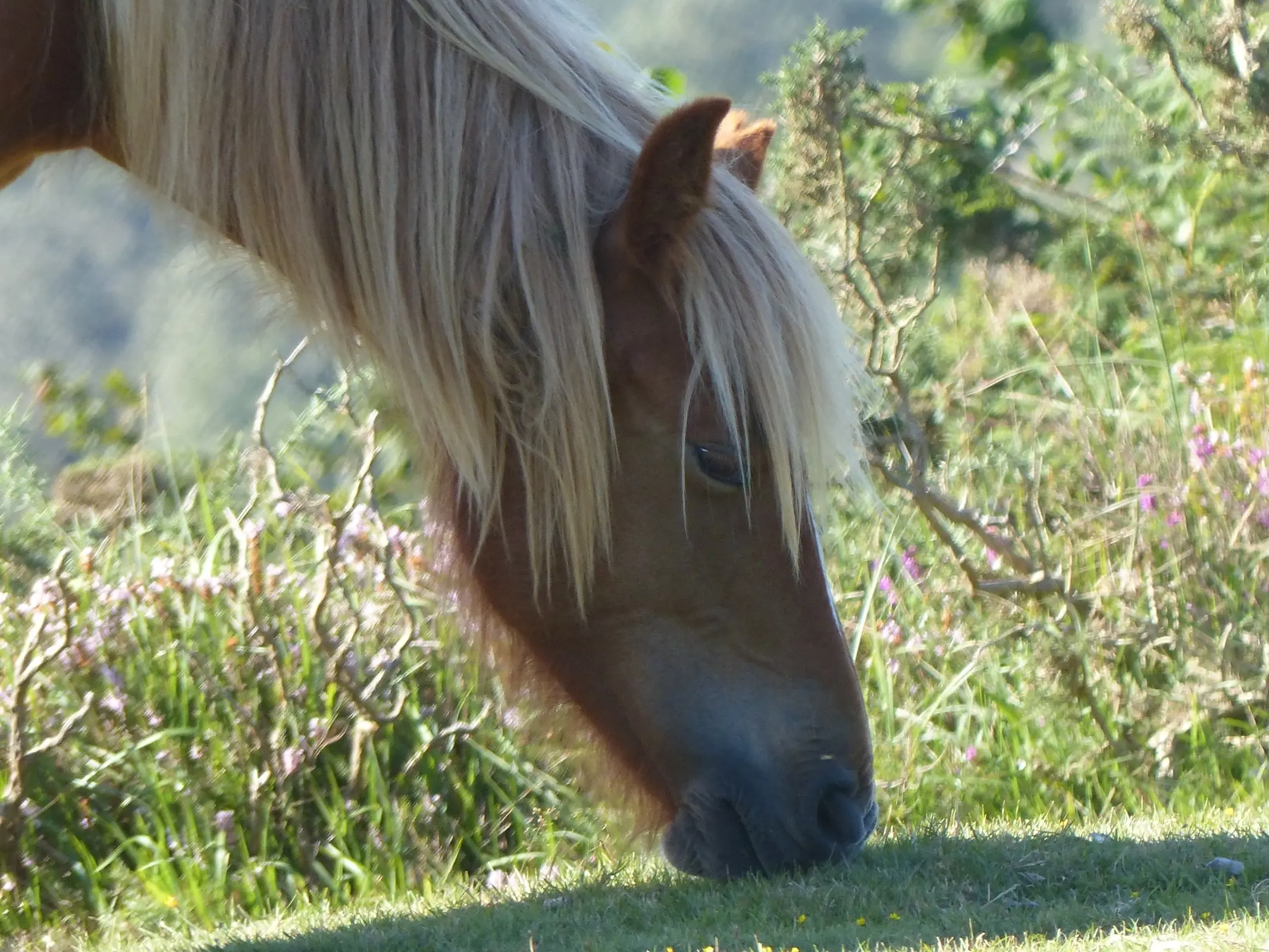 Basque Country Mountain Horse