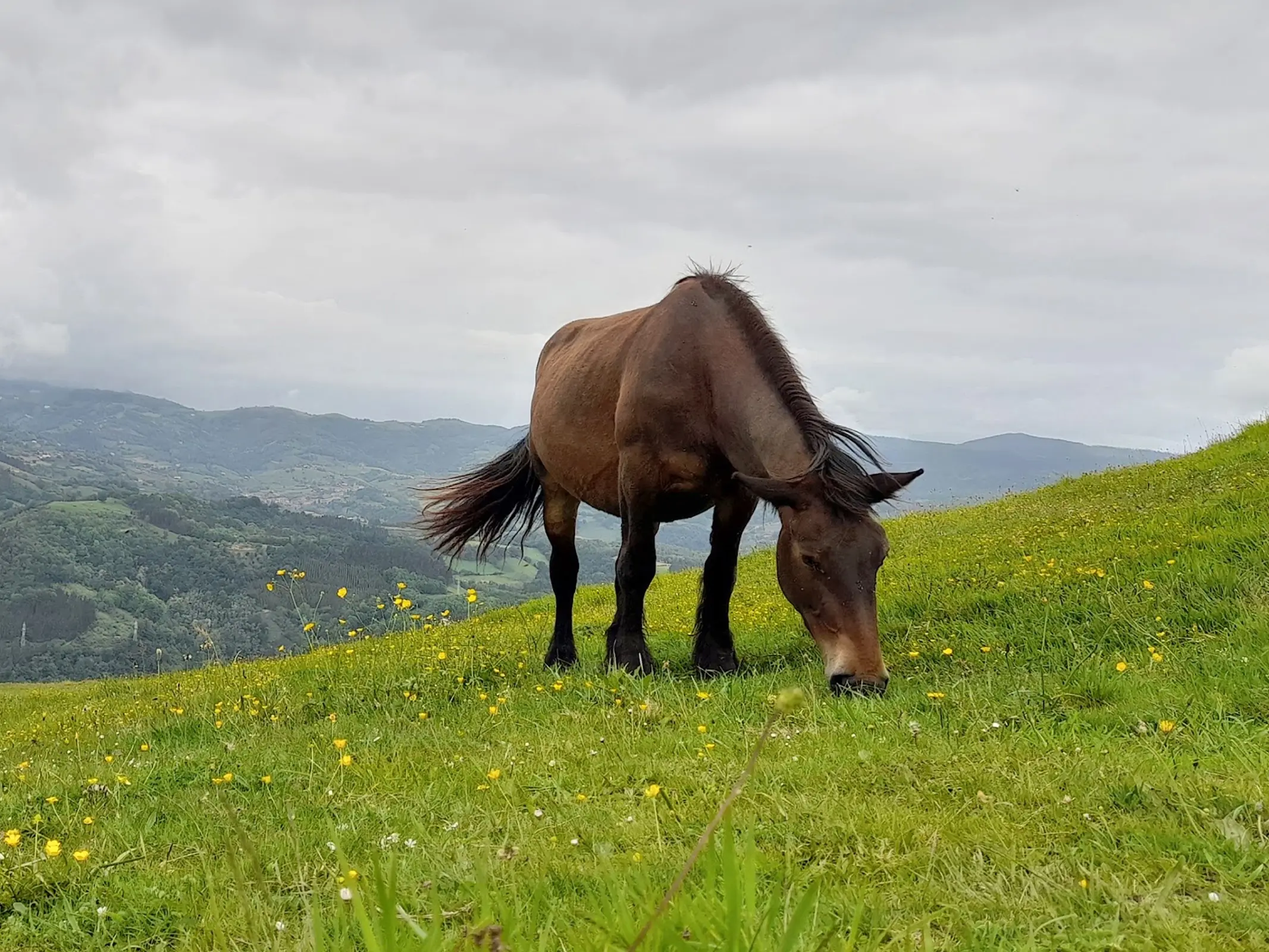 Basque Country Mountain Horse