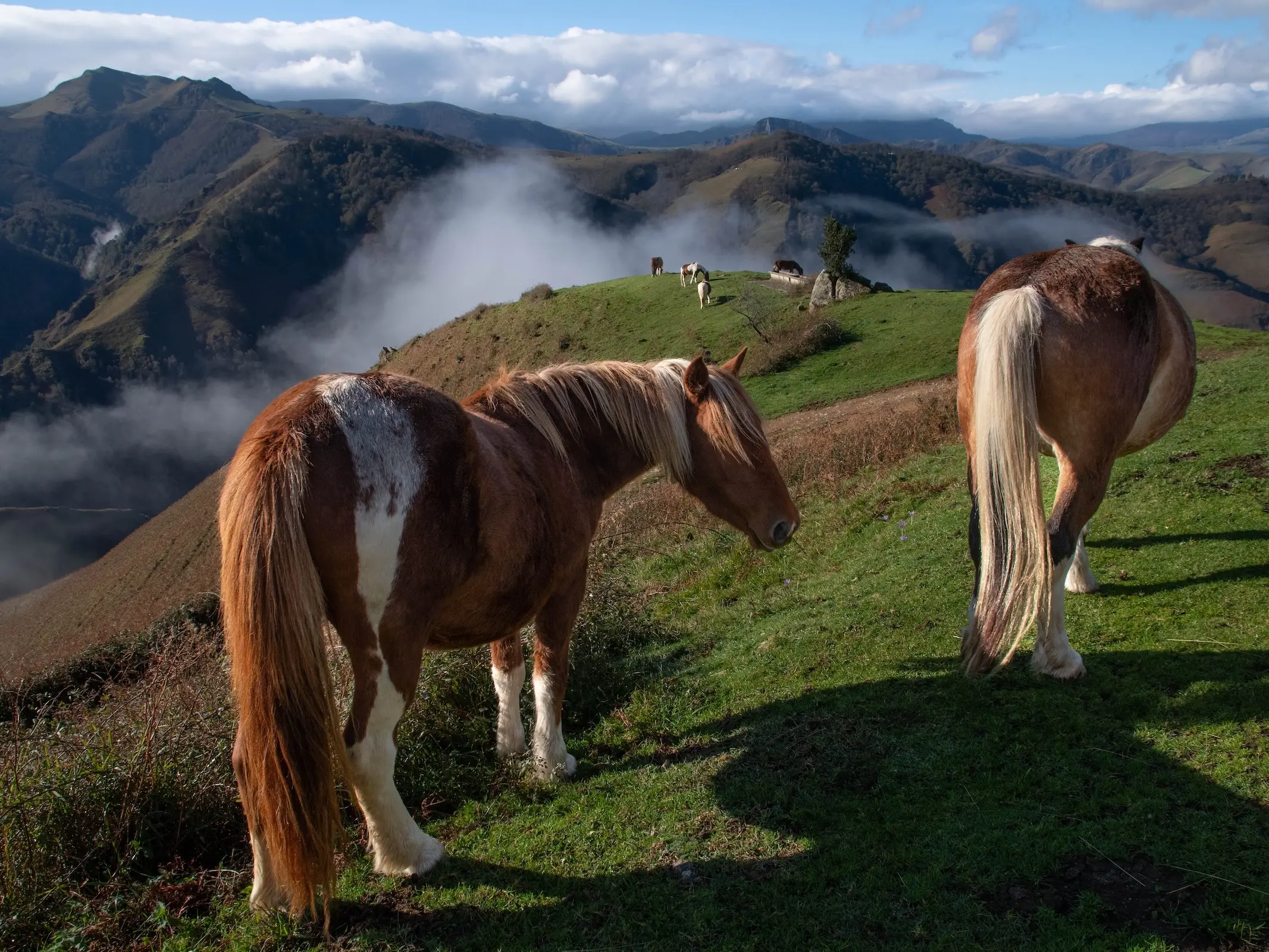 Basque Country Mountain Horse