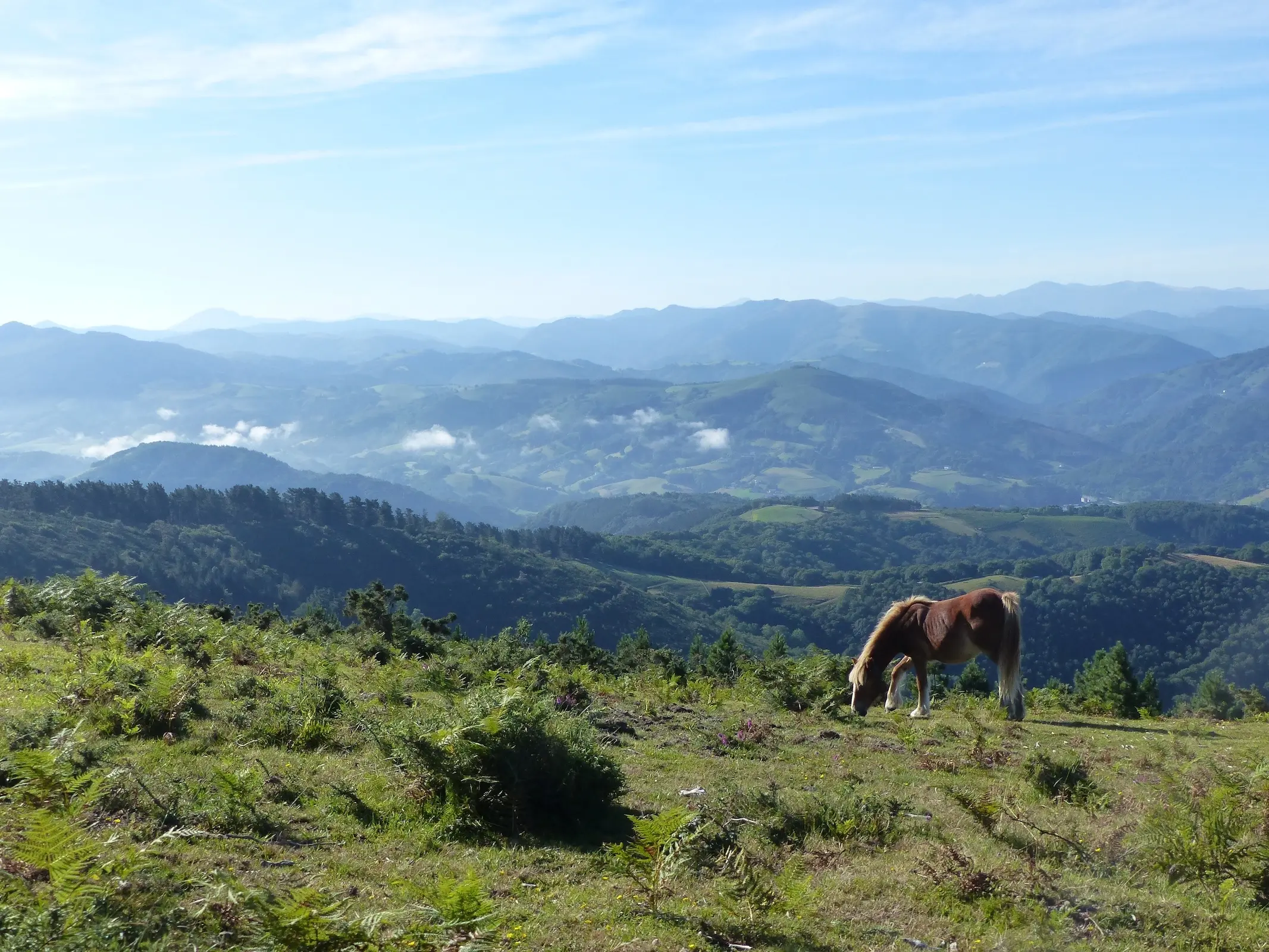 Basque Country Mountain Horse