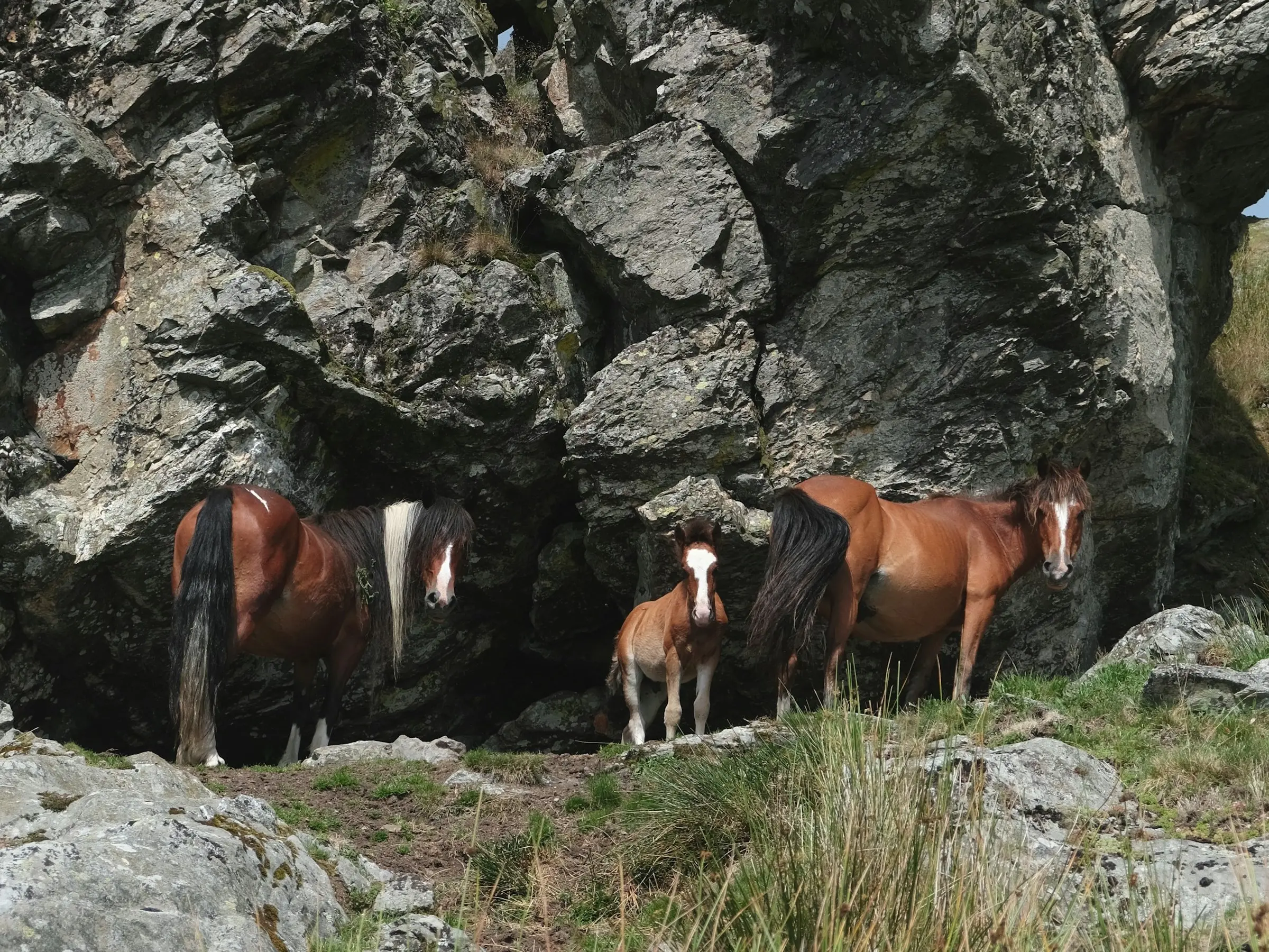 Basque Pony