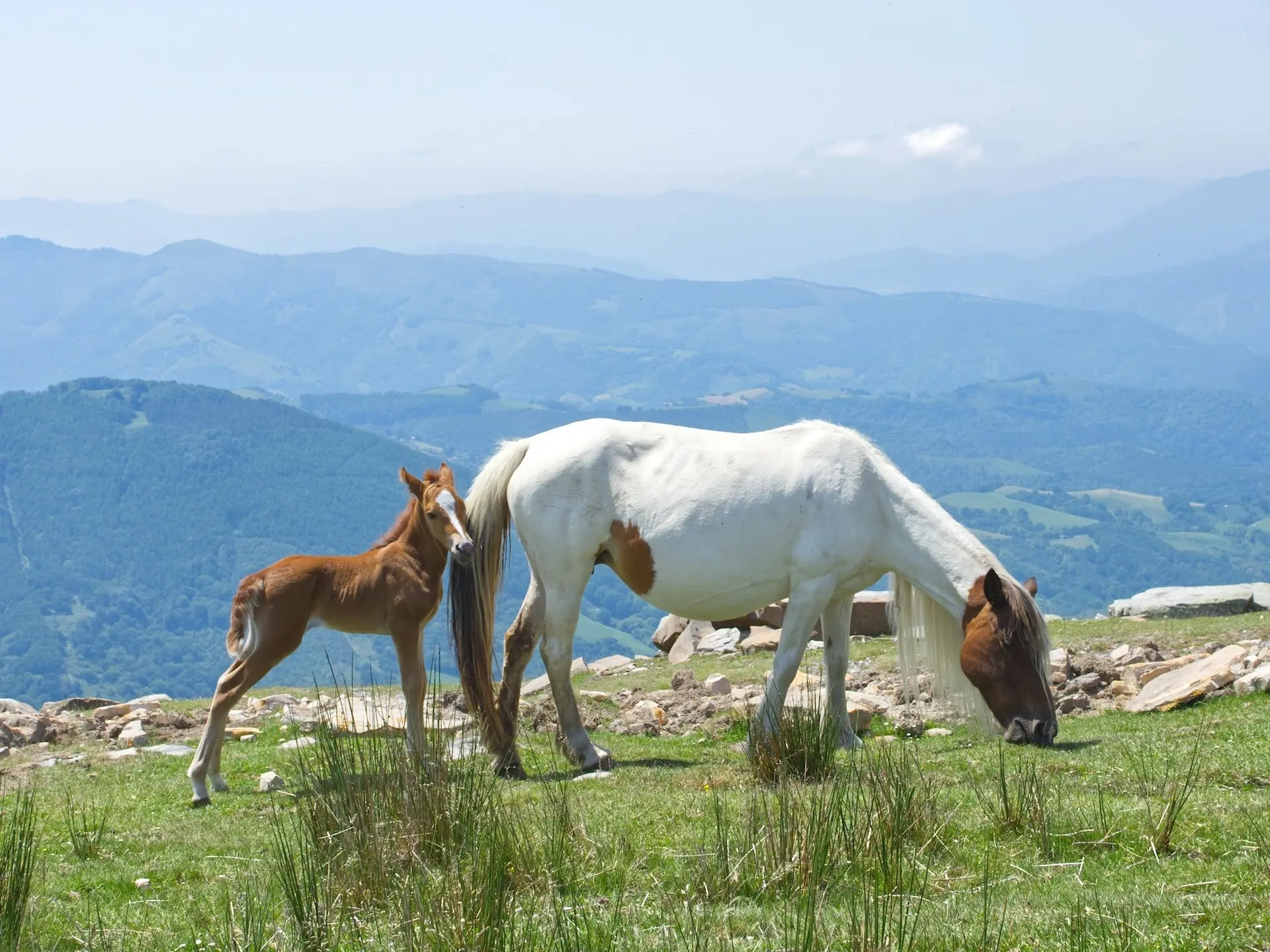 Basque Pony