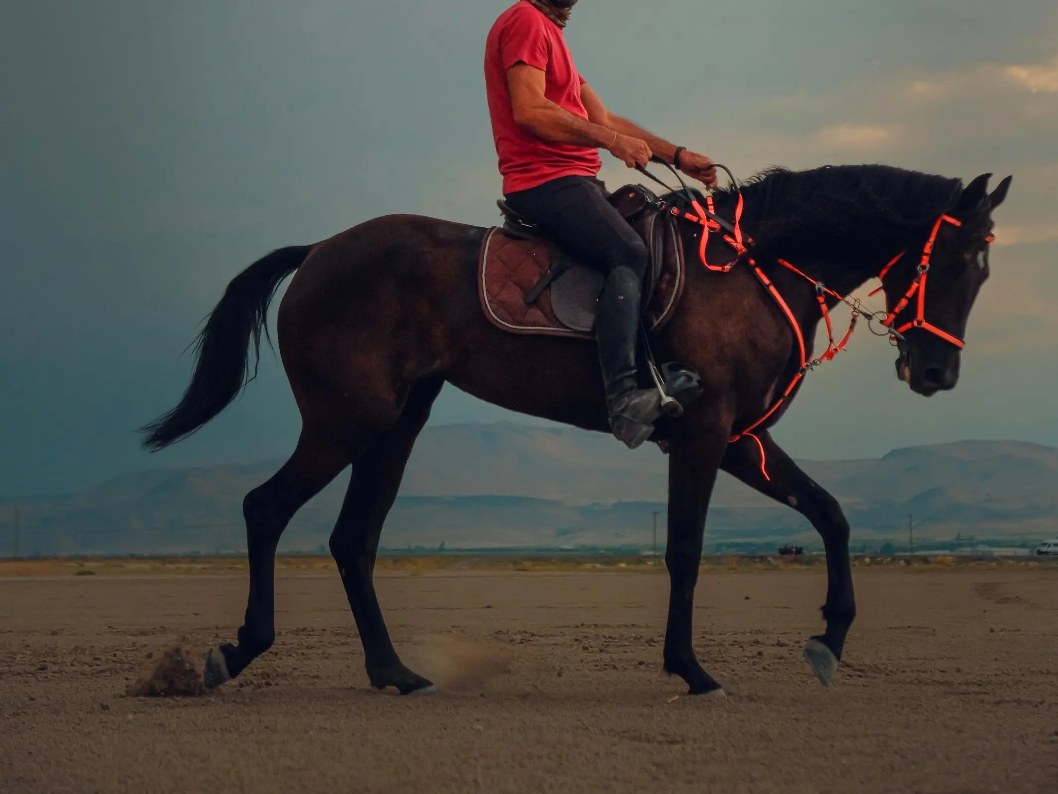 Basseri Horse