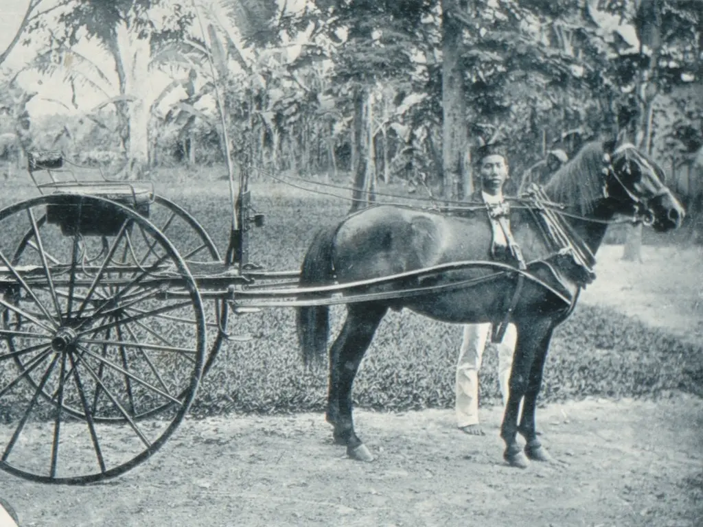 Batak Pony