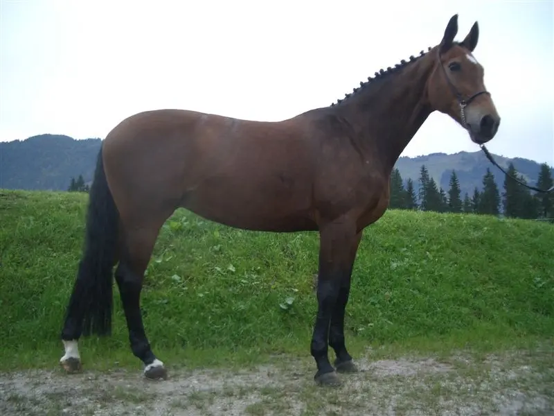 Bavarian Warmblood