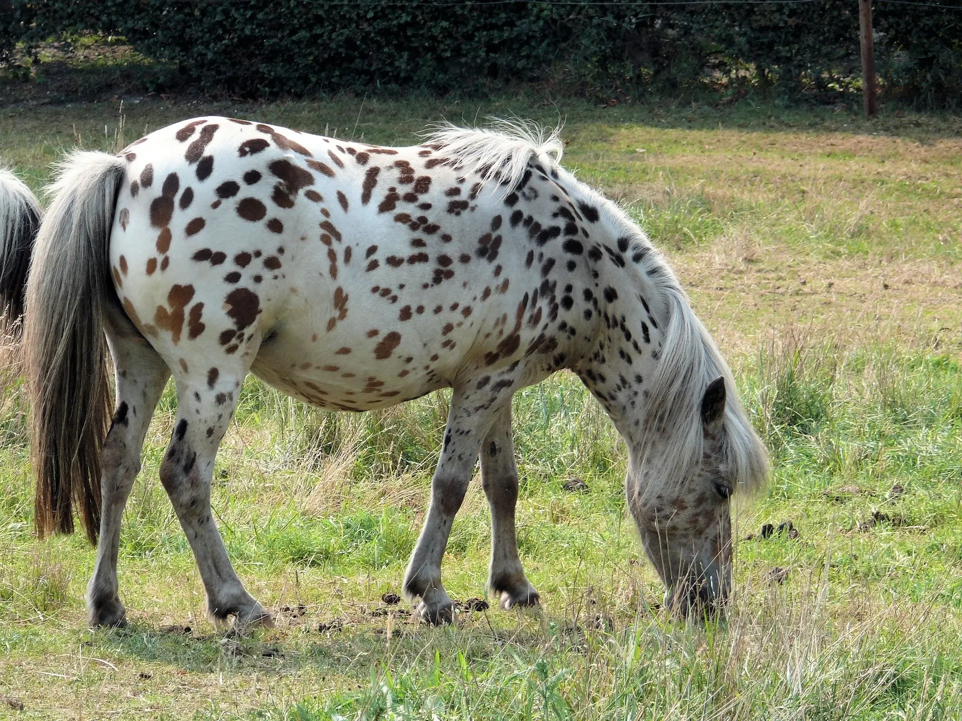 Leopard appaloosa horse