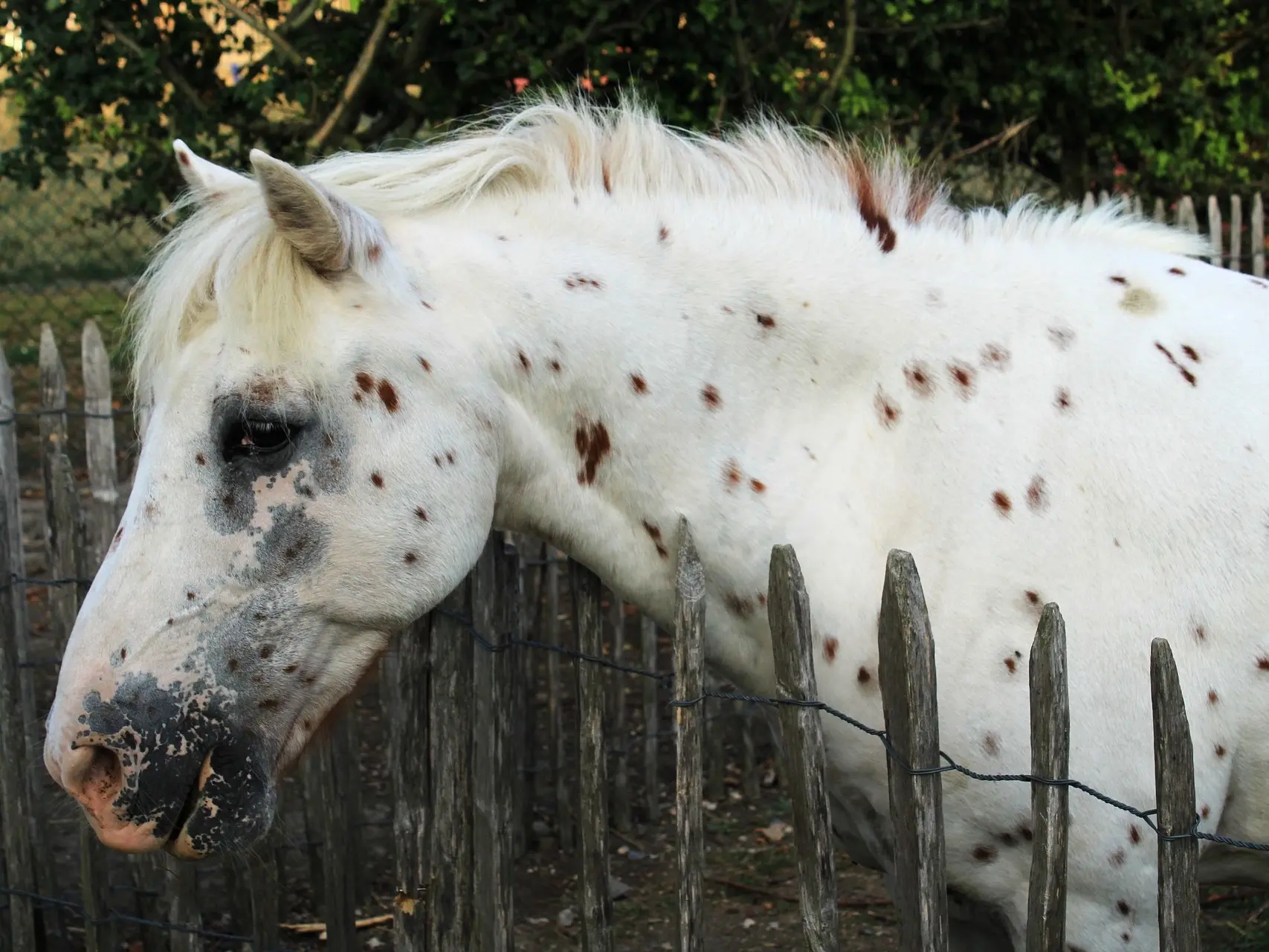 Leopard appaloosa horse