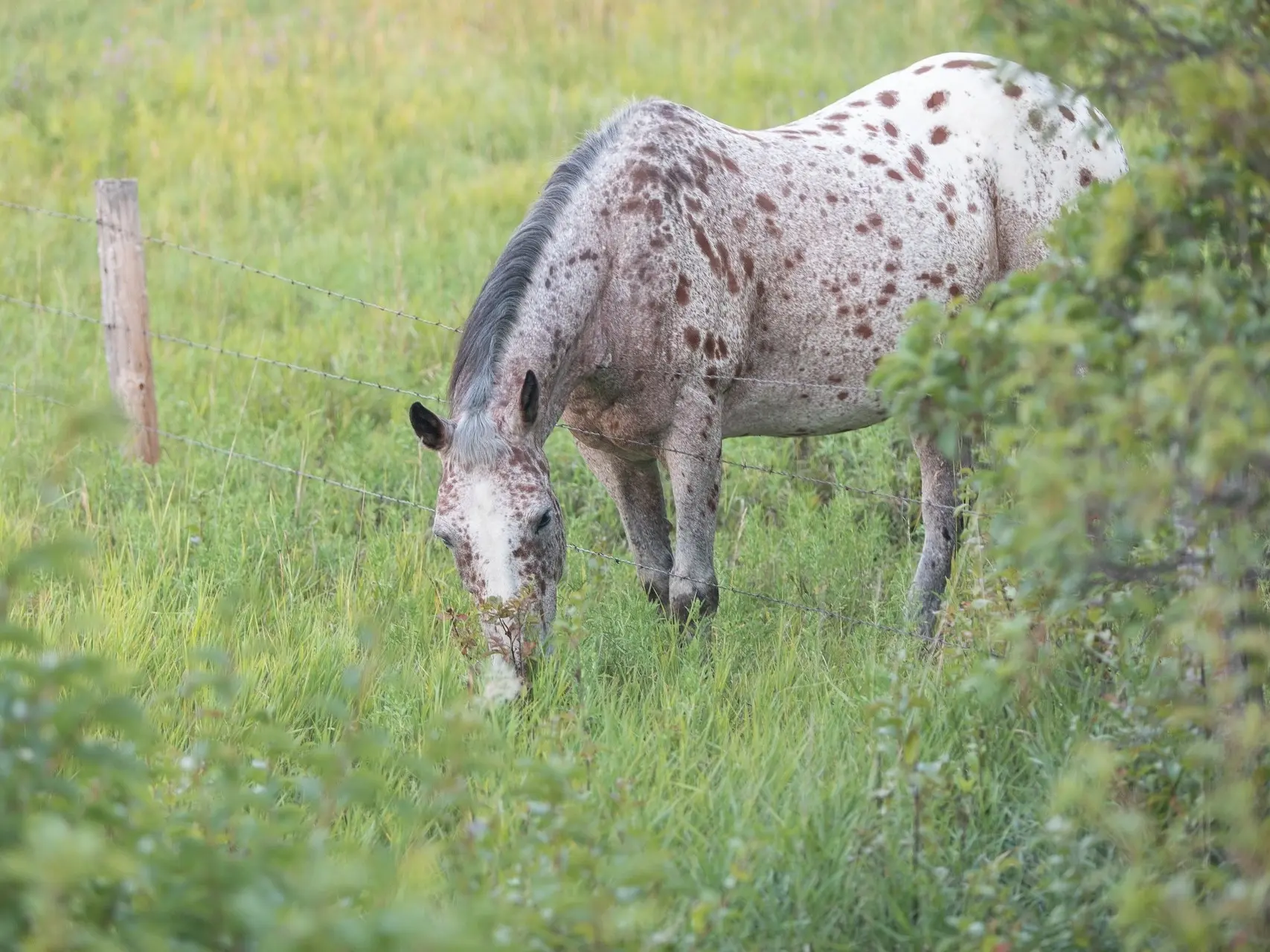 Bay appaloosa horse