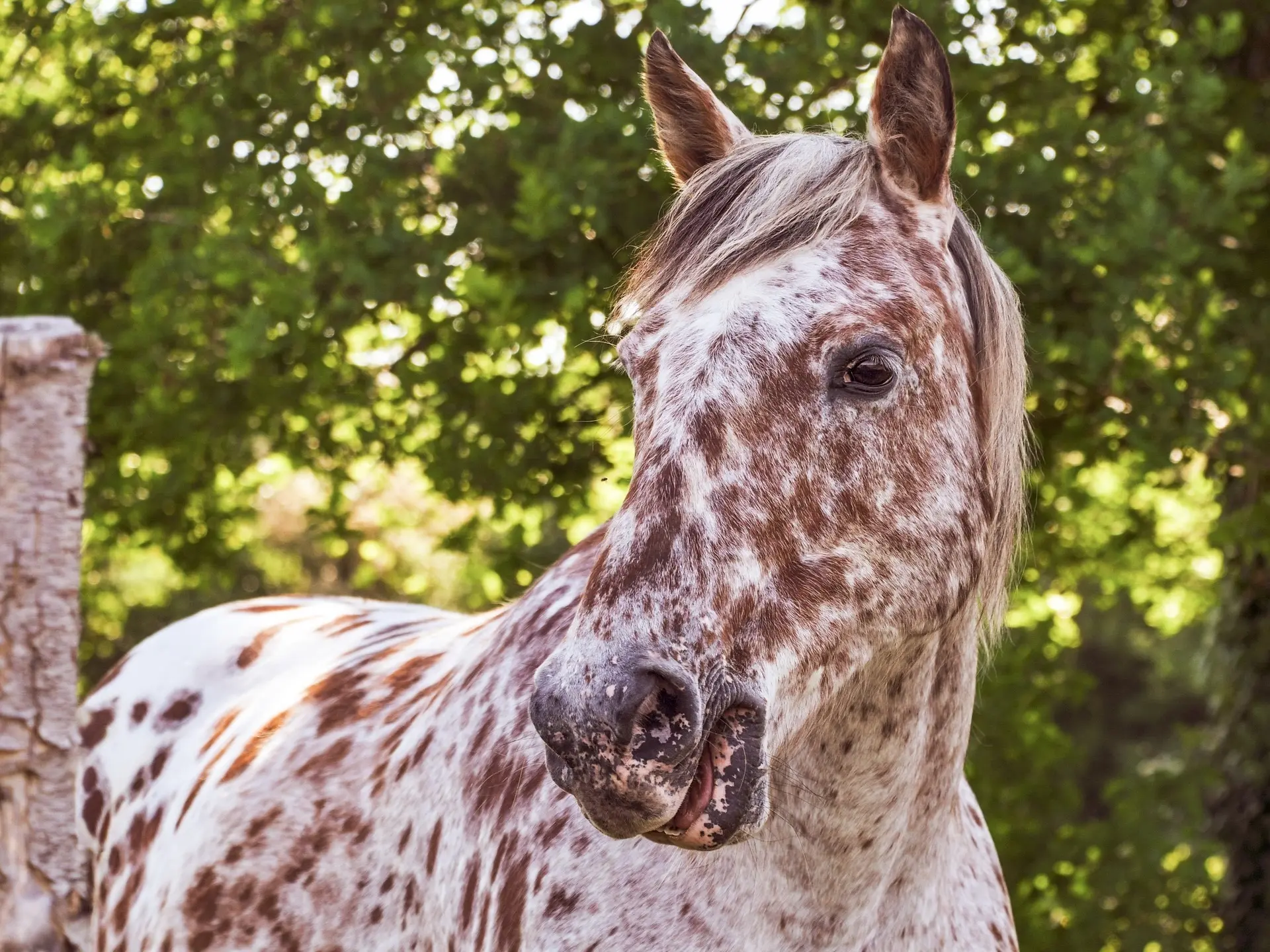 Leopard appaloosa horse