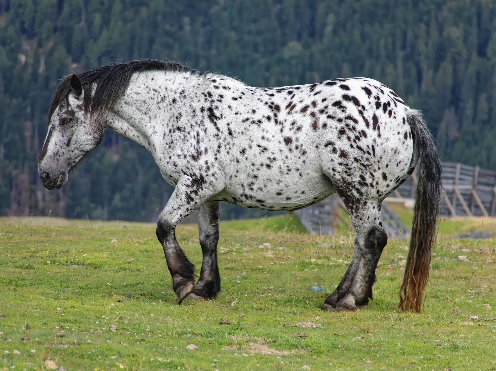 Bay appaloosa horse