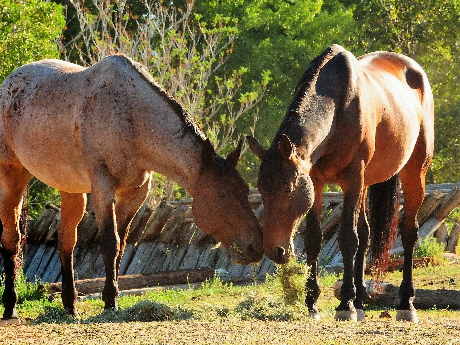 Bay appaloosa horse