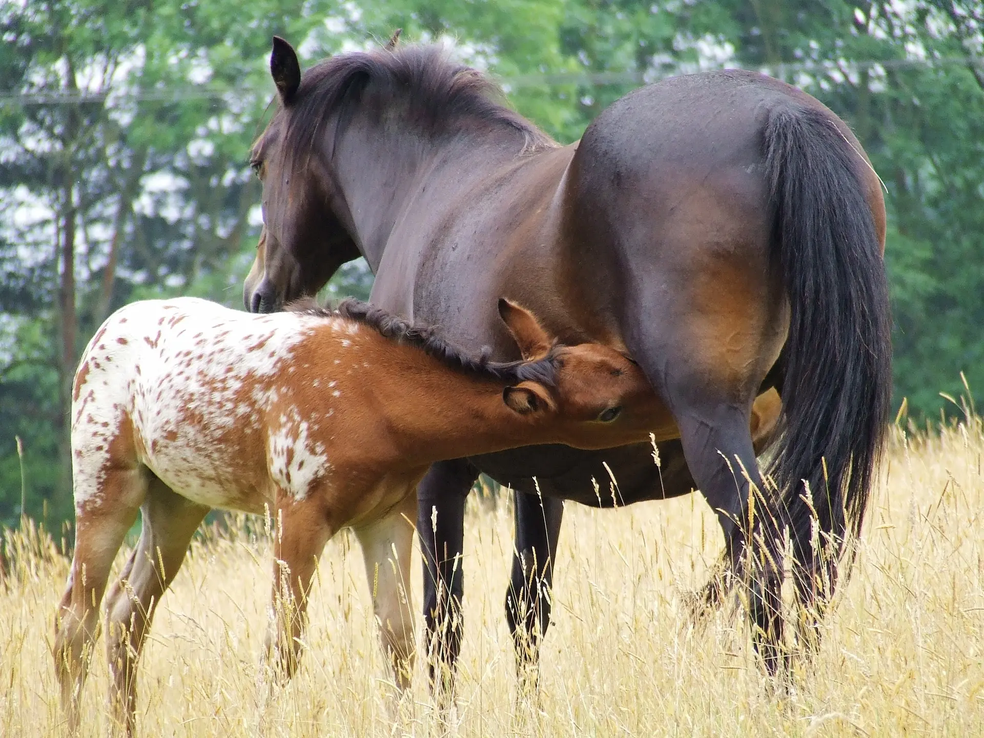 Bay appaloosa horse