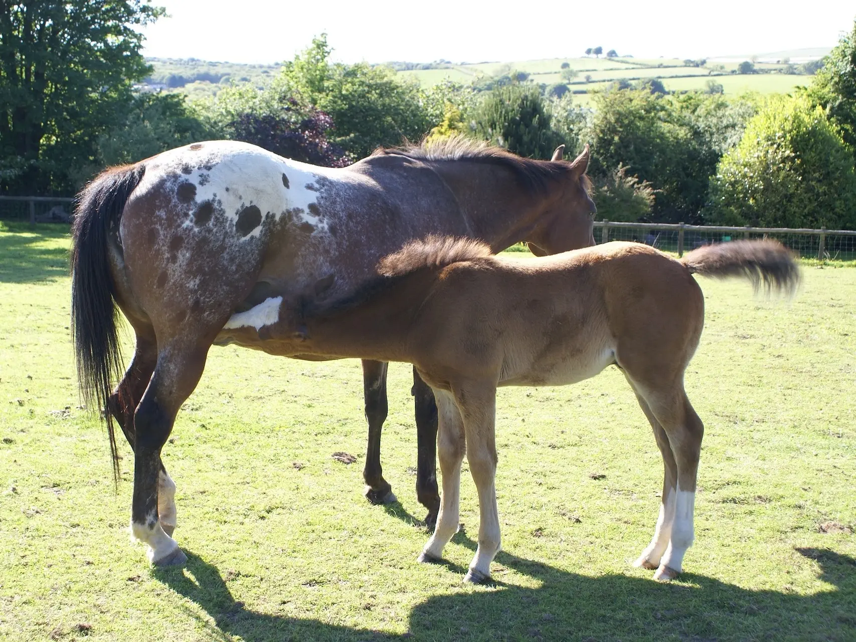 Bay appaloosa horse