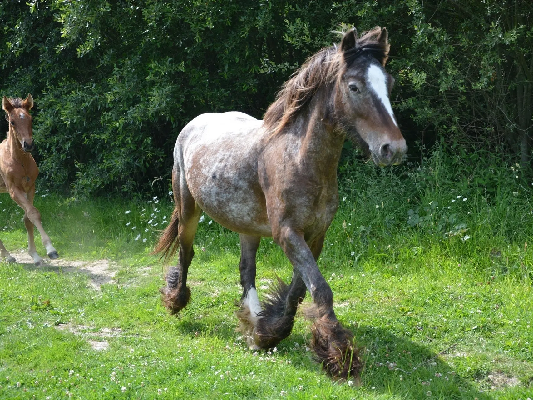 Bay appaloosa horse