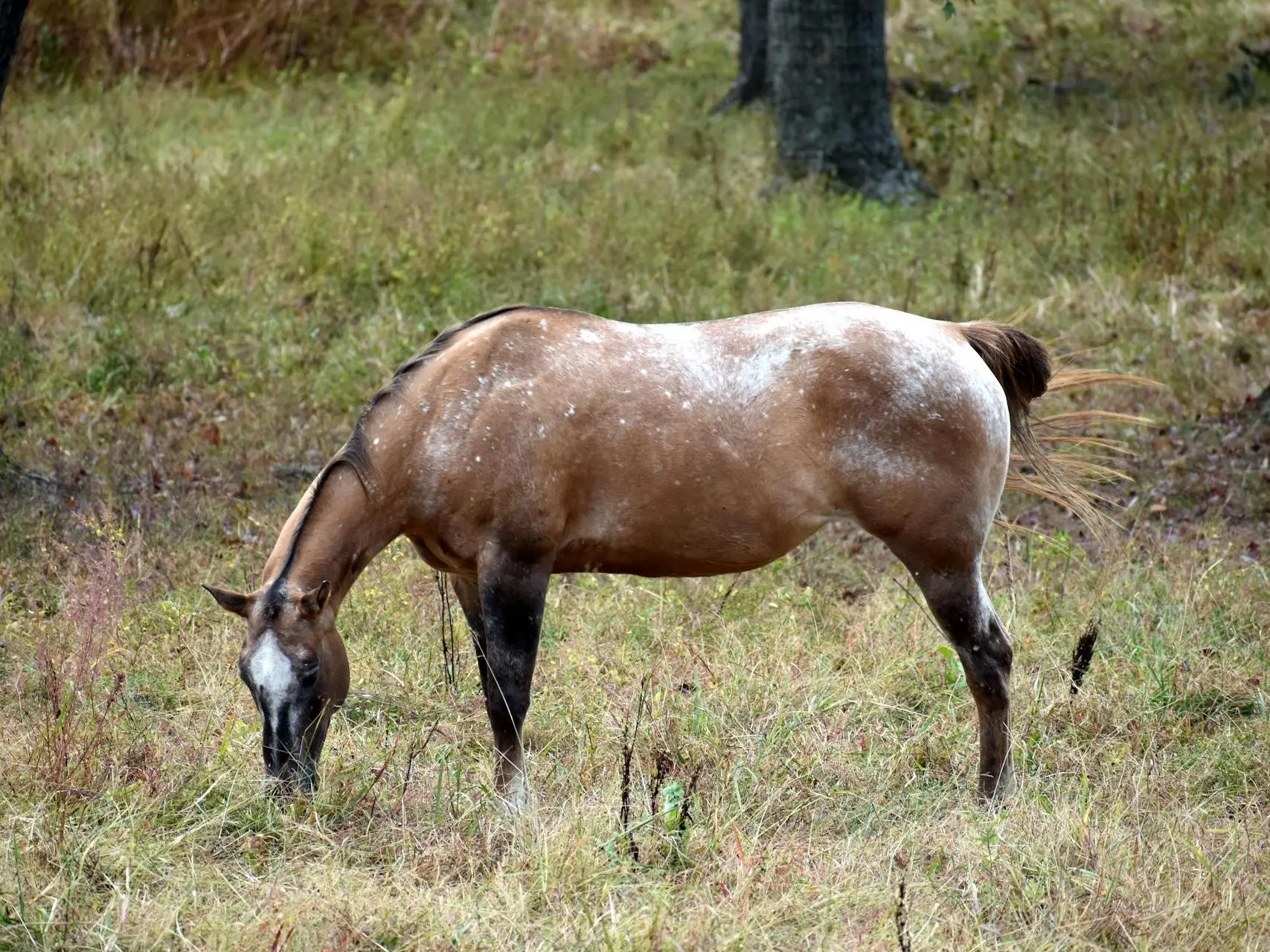 Bay appaloosa horse